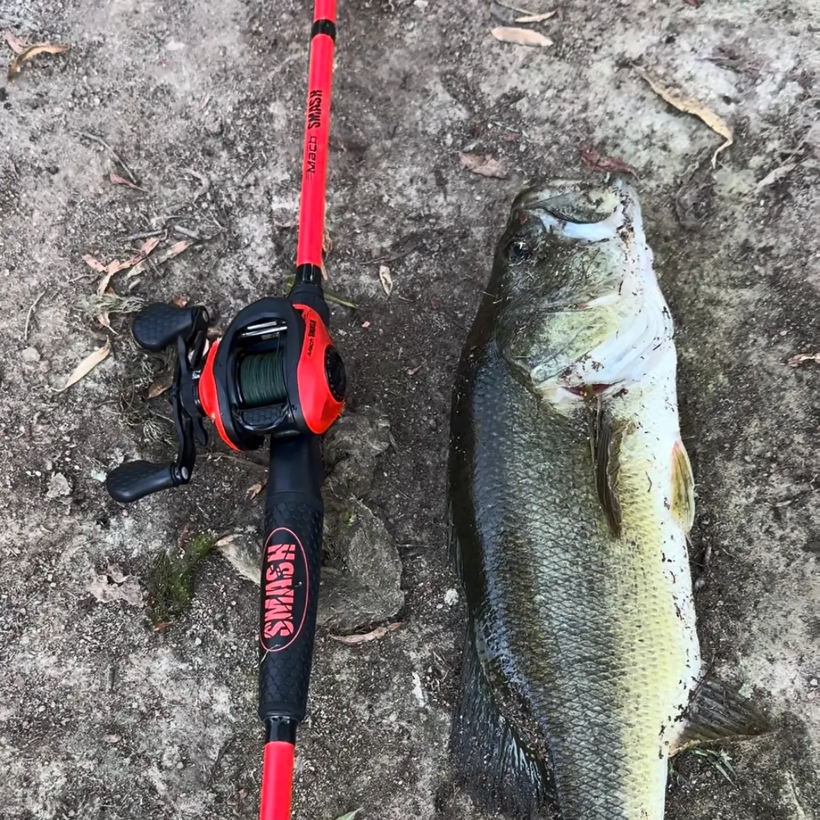 Largemouth bass caught on Fishbrain