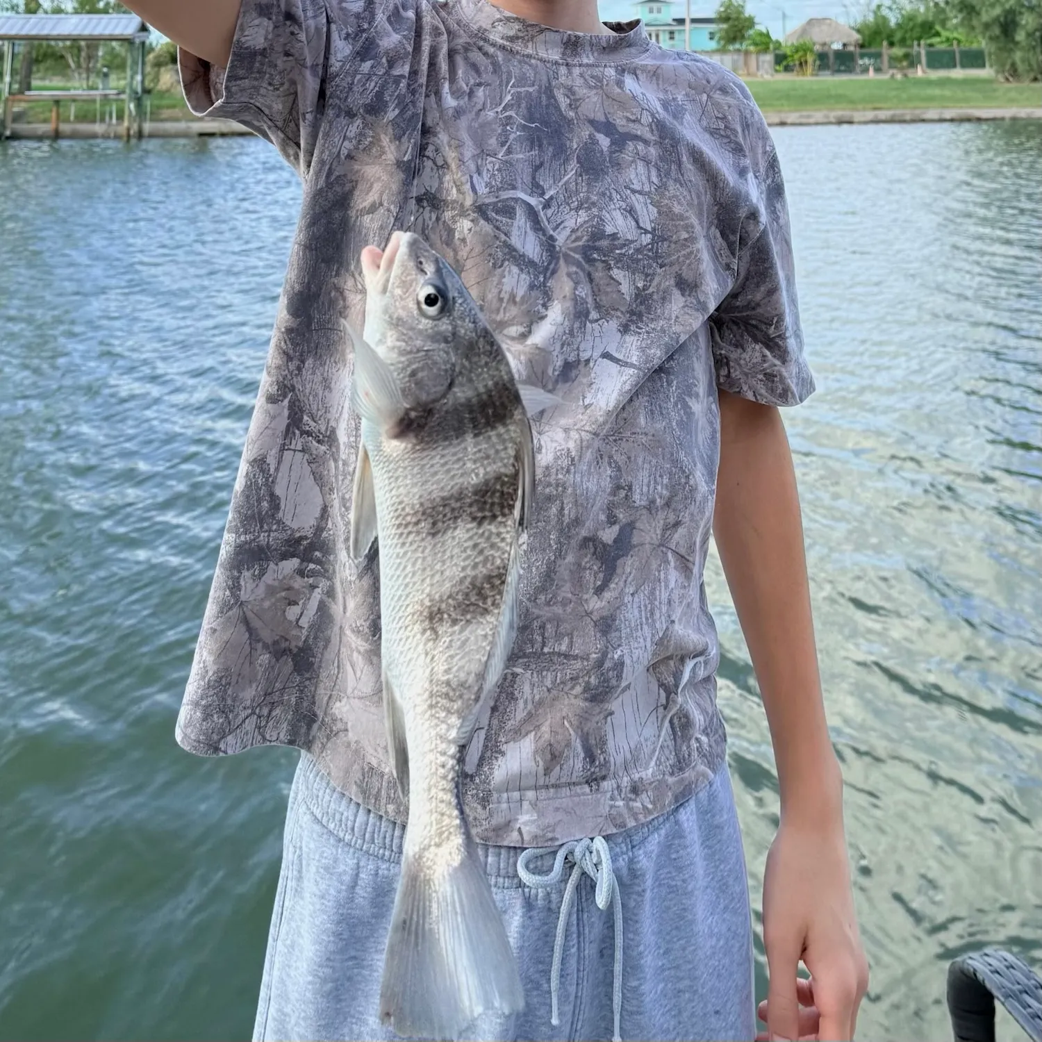 Black drum caught on Fishbrain