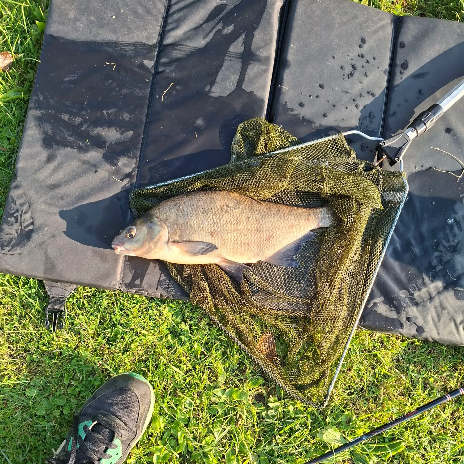 The most recent Common bream catches on Fishbrain