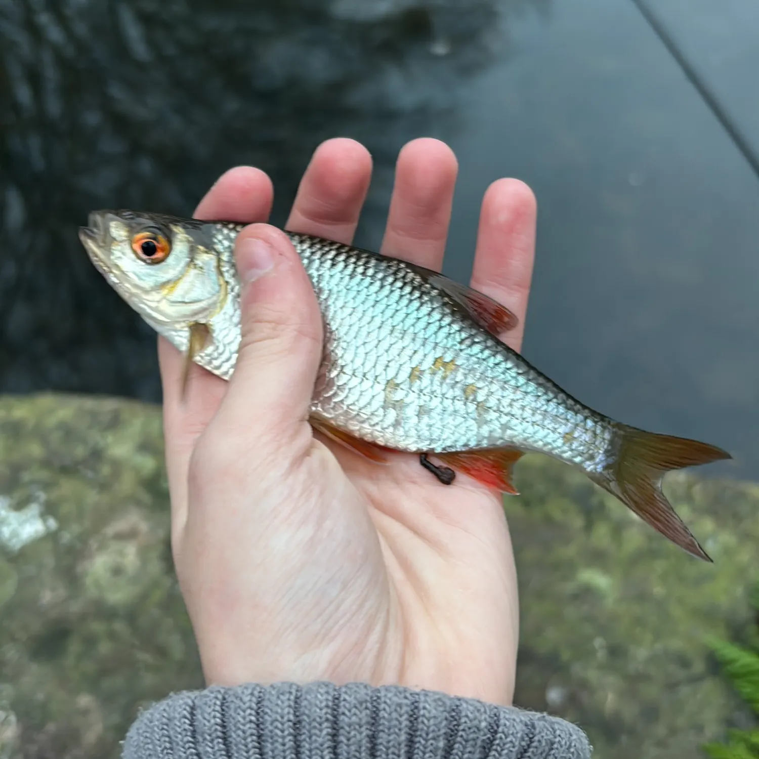 The most recent Common roach catches on Fishbrain
