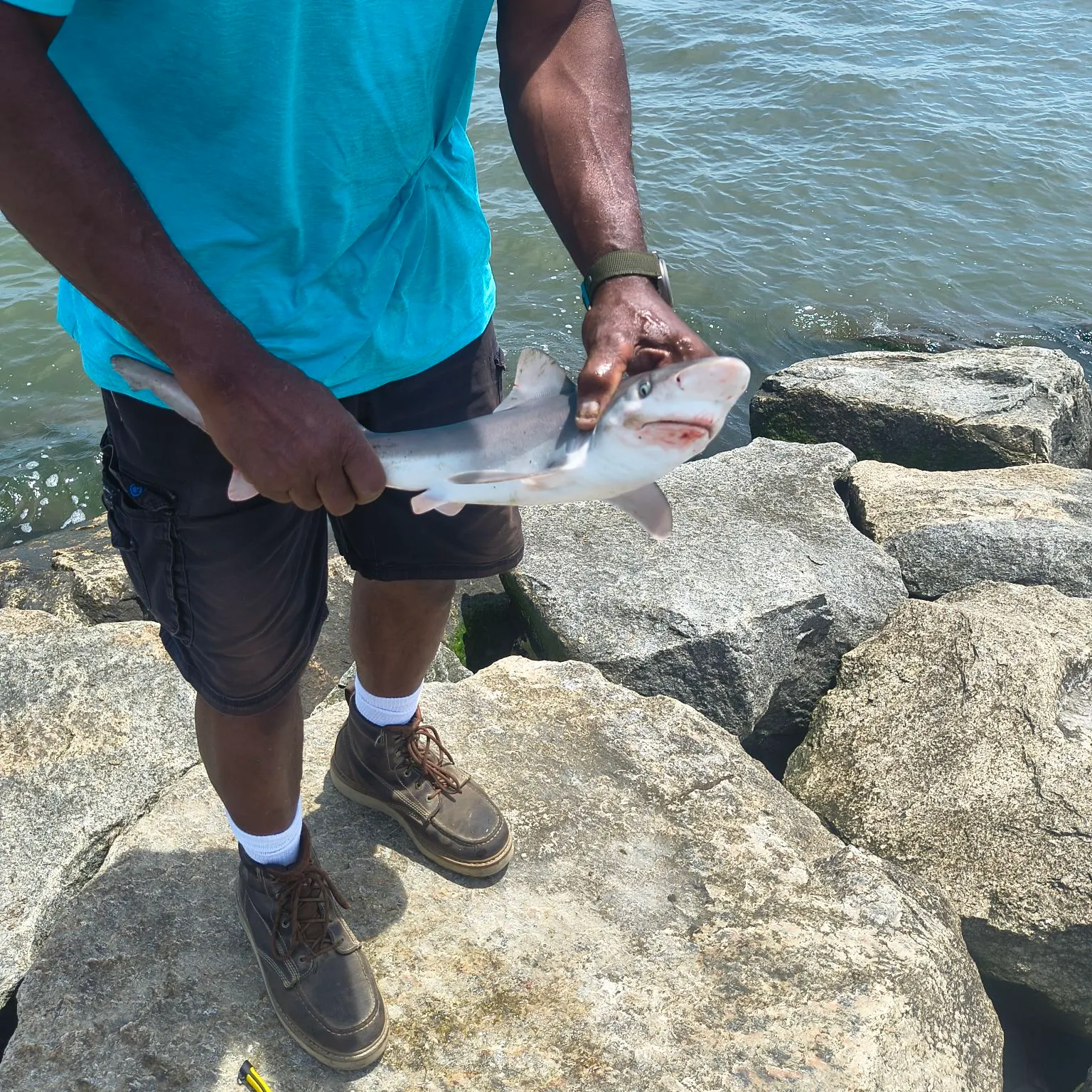 The most recent Blue shark catches on Fishbrain