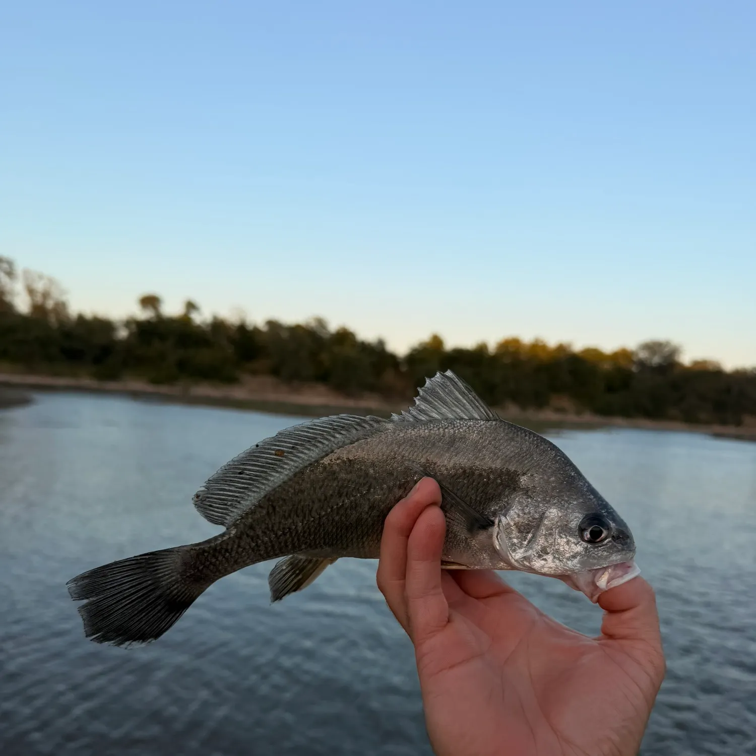 Freshwater drum caught on Fishbrain