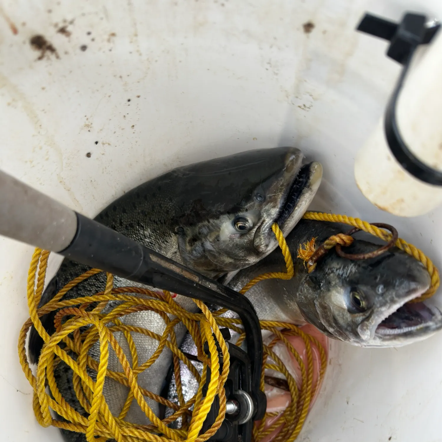 Chinook salmon caught on Fishbrain