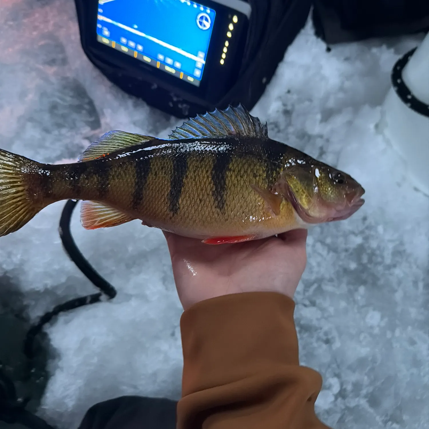The most recent Yellow perch catches on Fishbrain