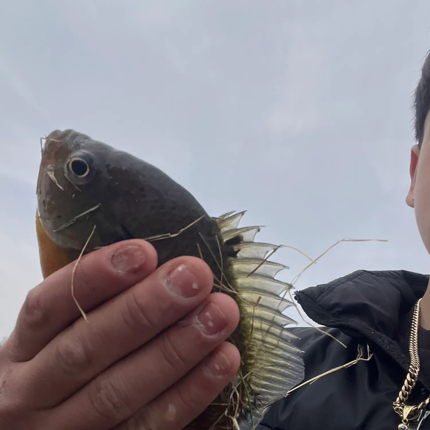 The most recent Common logperch catches on Fishbrain