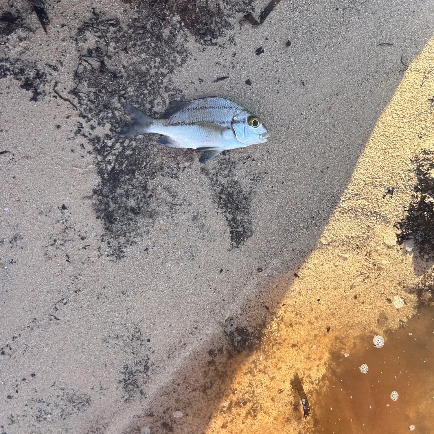 The most recent Black margate catches on Fishbrain