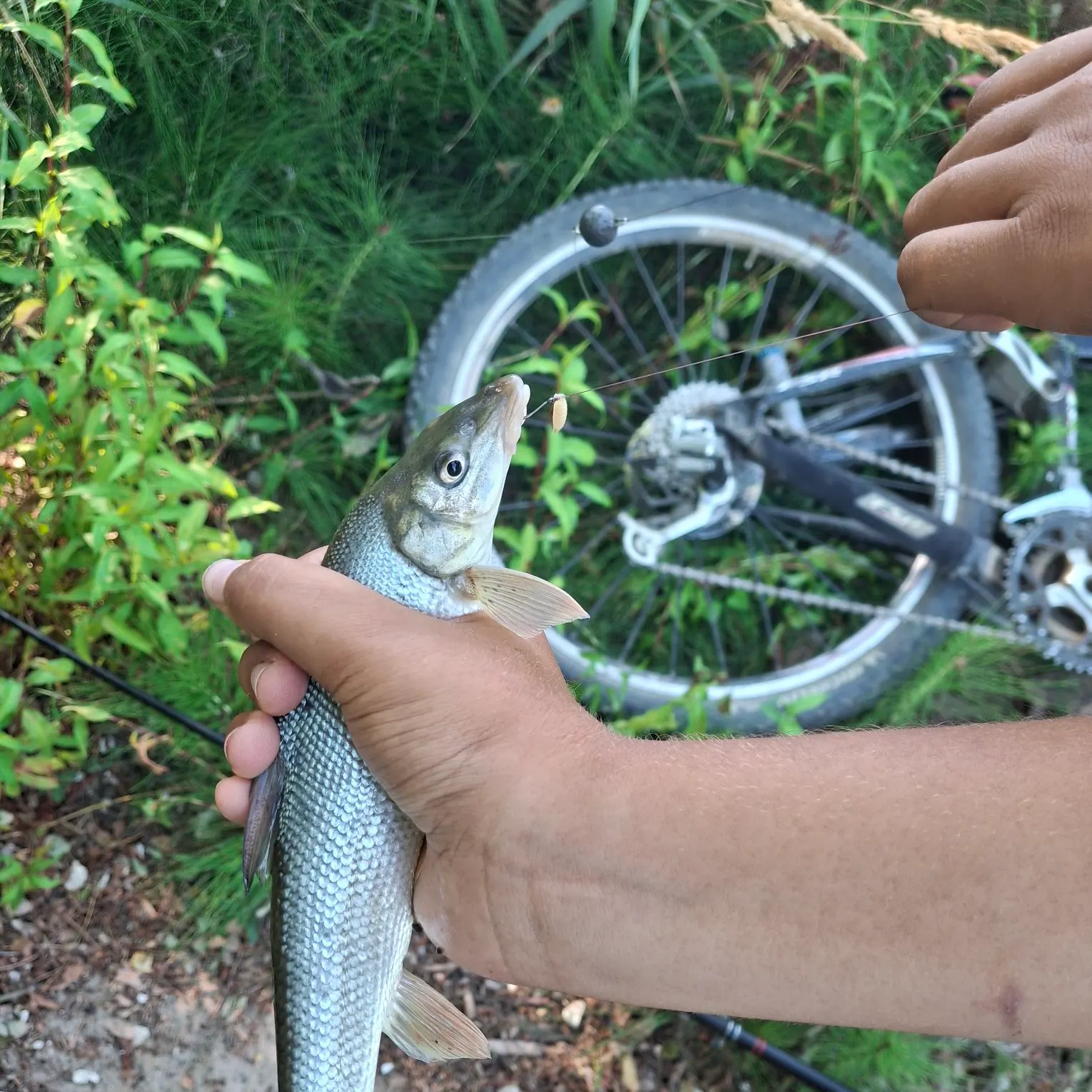 The most recent Mediterranean barbel catches on Fishbrain
