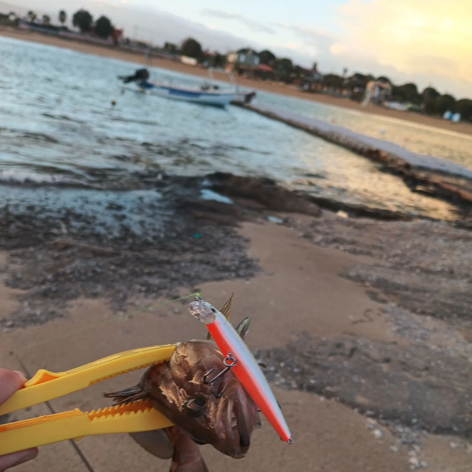 The most recent Blacktip grouper catches on Fishbrain