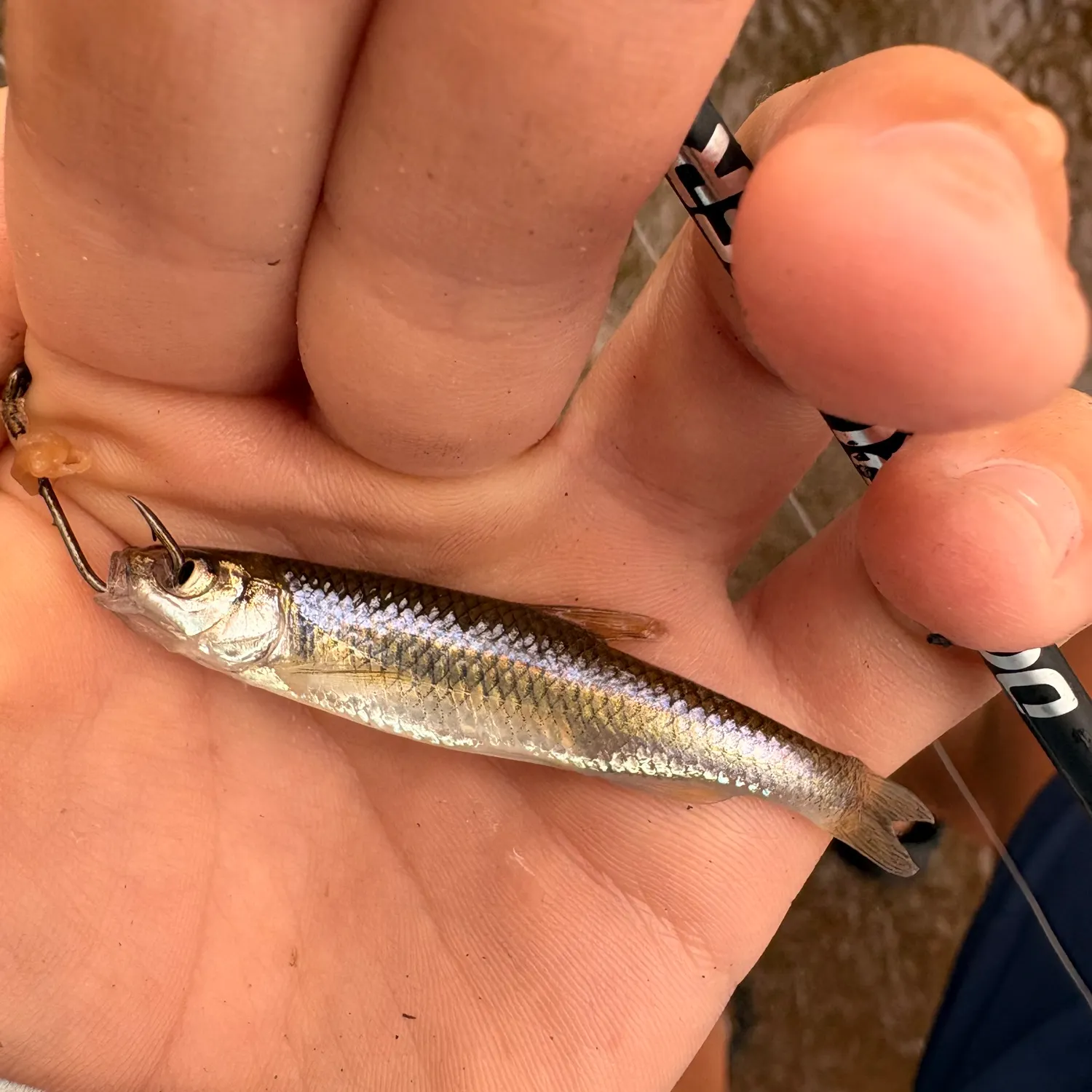 Striped shiner caught on Fishbrain