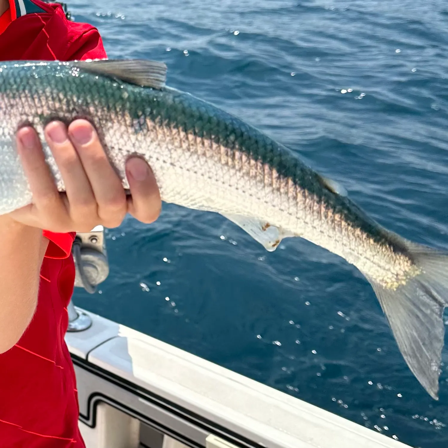 The most recent Northern cisco catches on Fishbrain