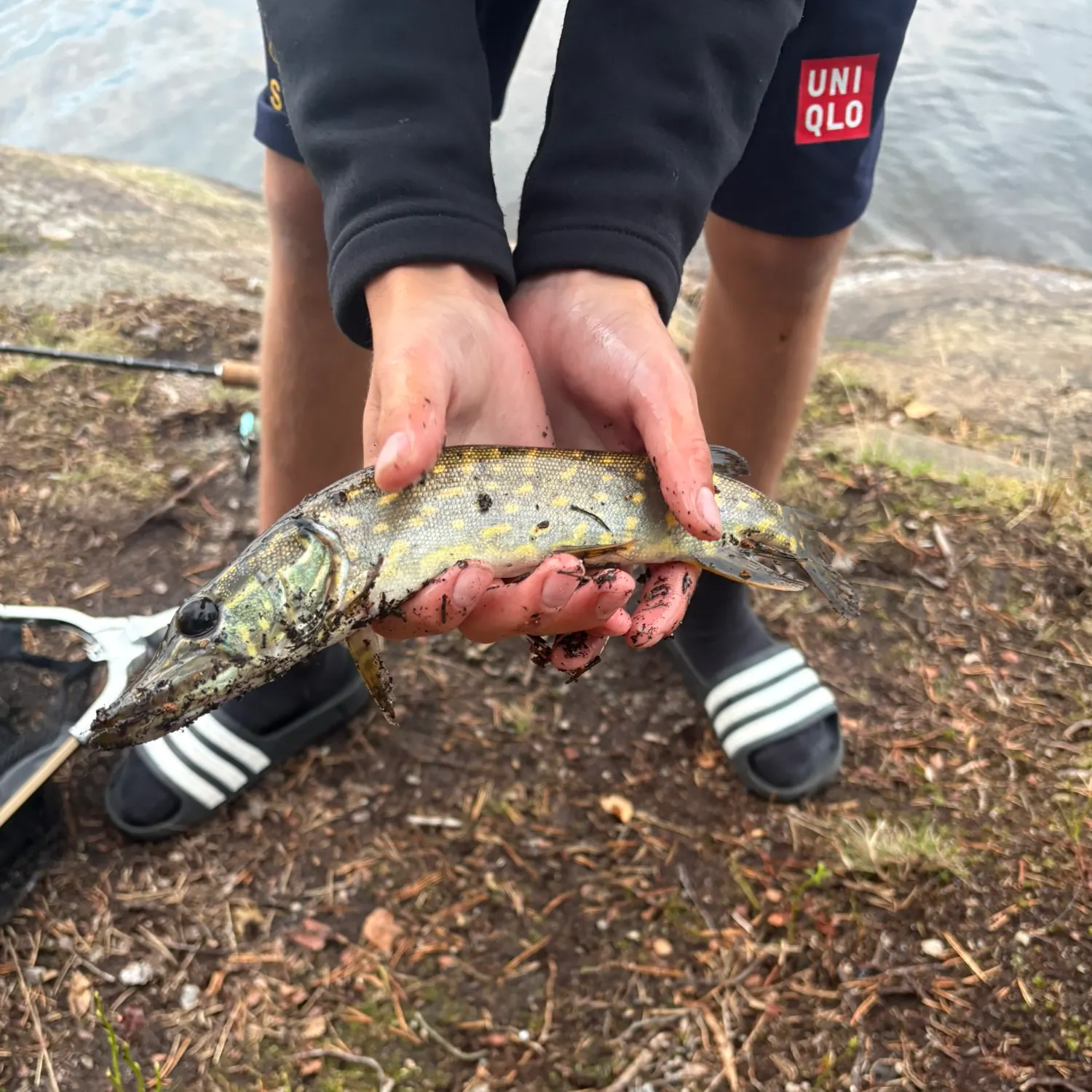 Northern pike caught on Fishbrain