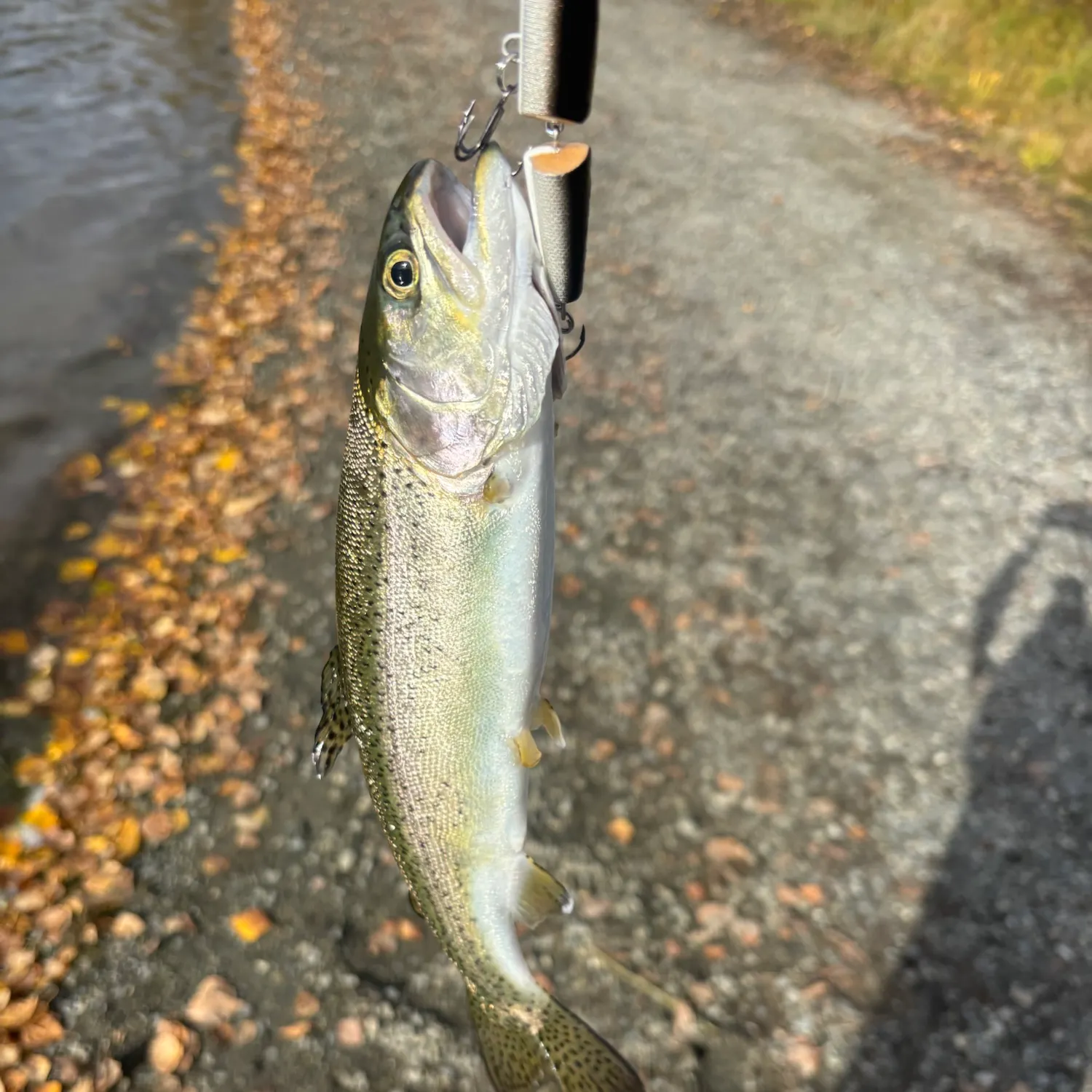 Steelhead caught on Fishbrain