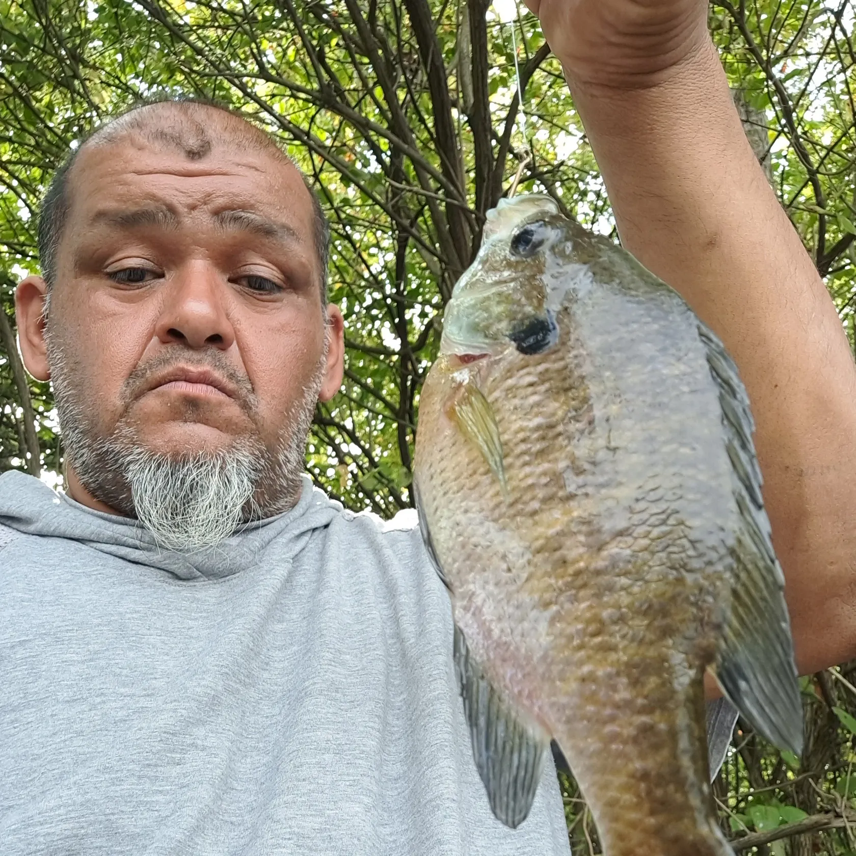 Bluegill caught on Fishbrain