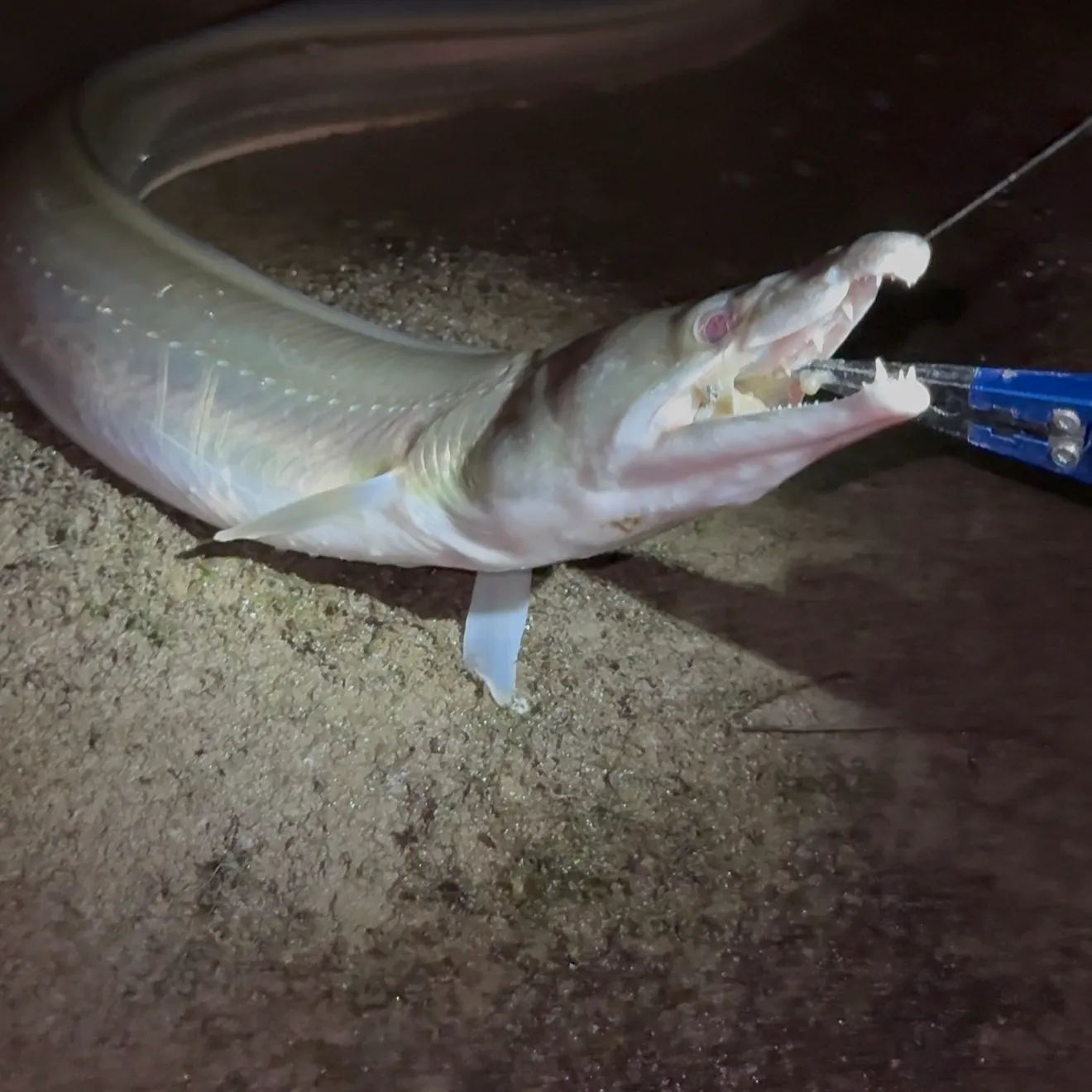 The most recent Common pike conger catches on Fishbrain