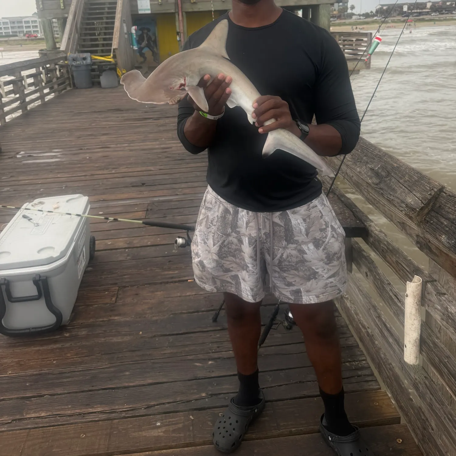 The most recent Scalloped hammerhead shark catches on Fishbrain