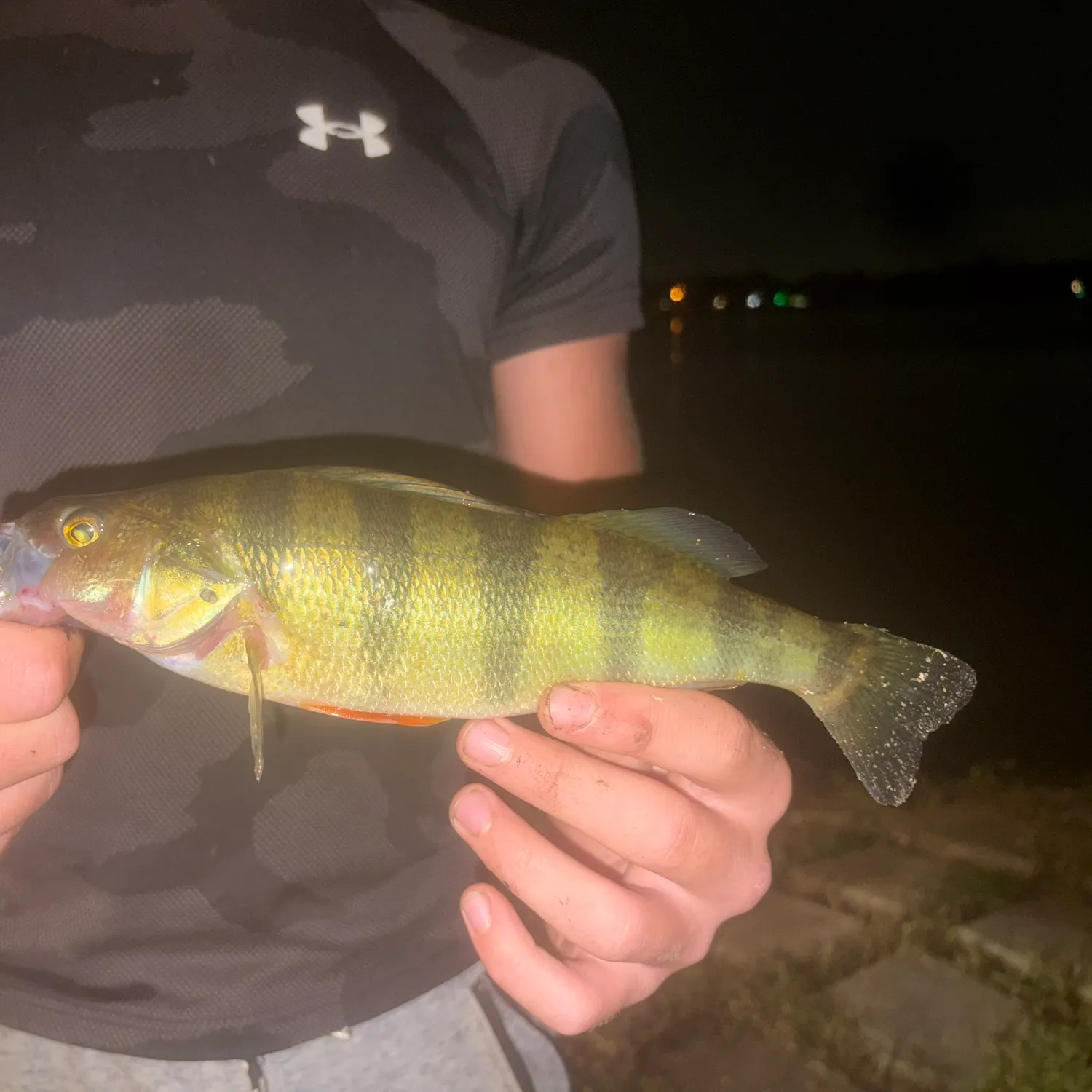 Yellow perch caught on Fishbrain