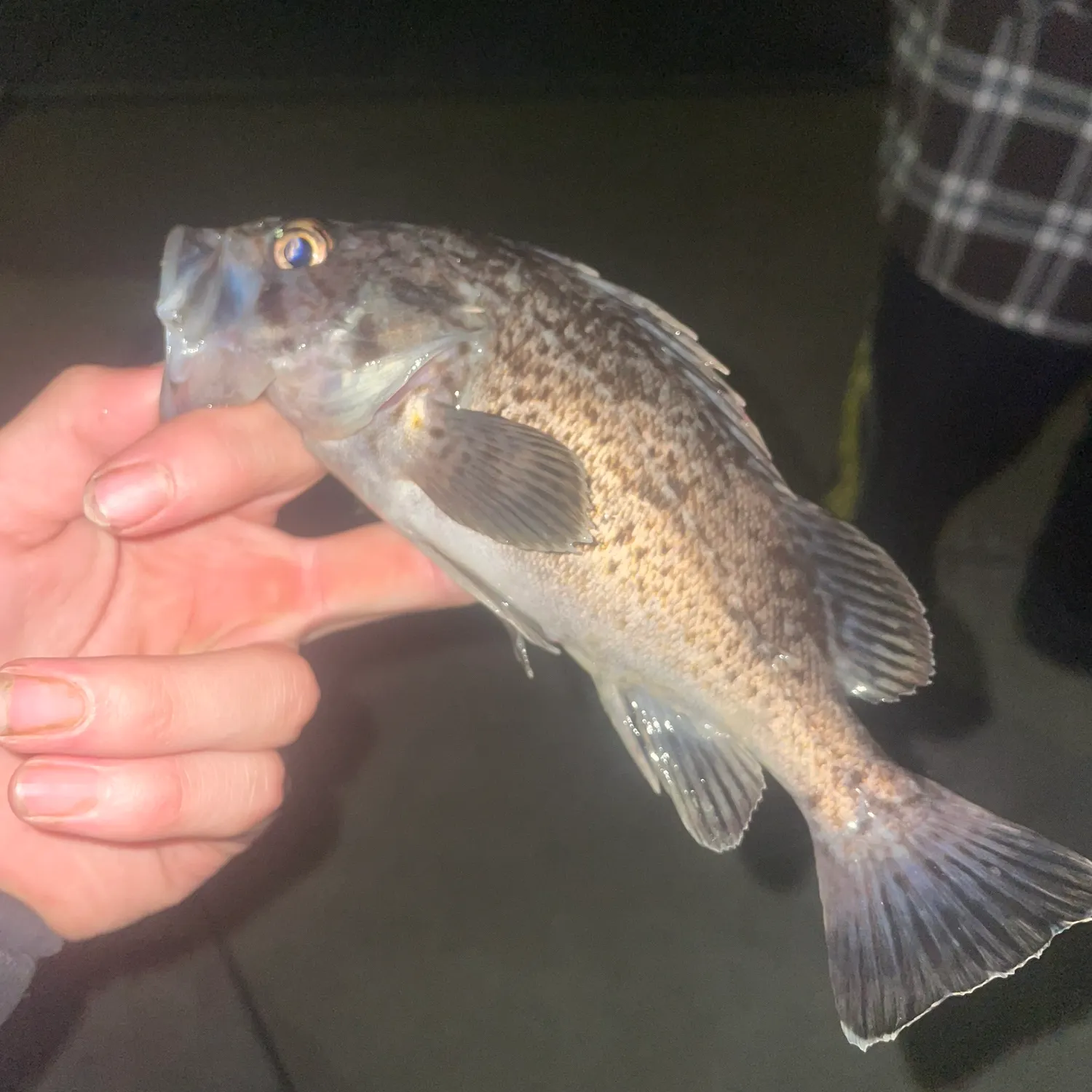 Japanese white seaperch caught on Fishbrain