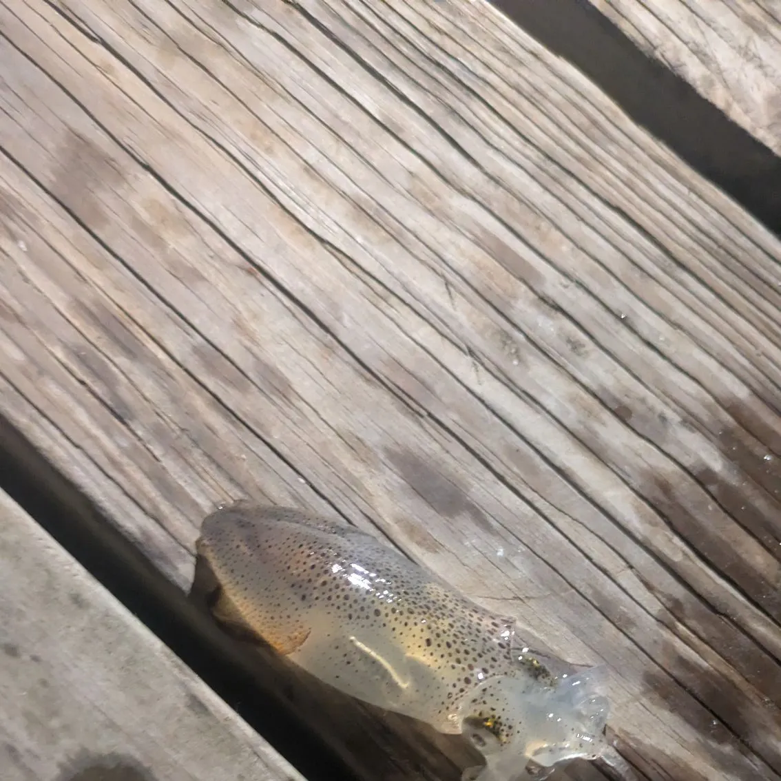Southern calamari caught on Fishbrain