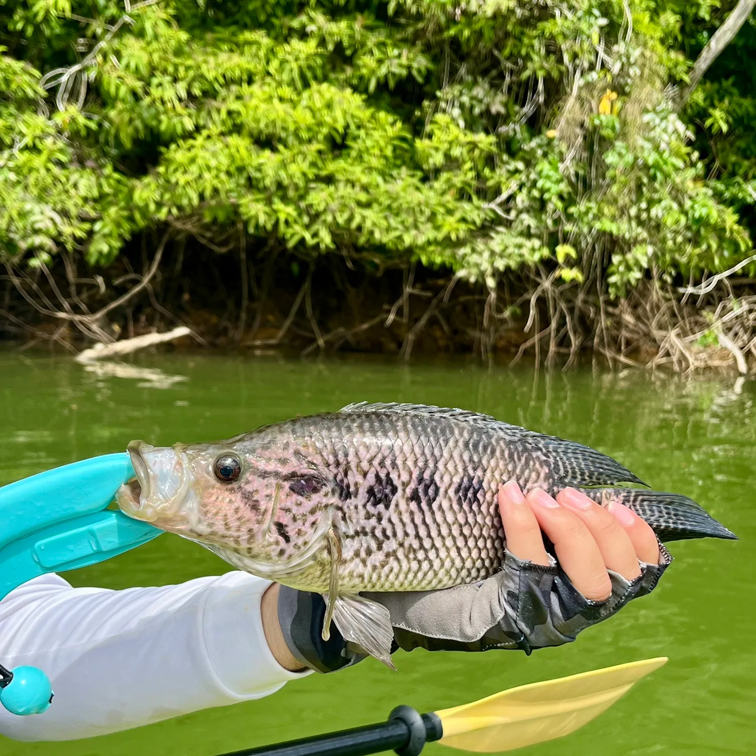 The most recent Wolf cichlid catches on Fishbrain