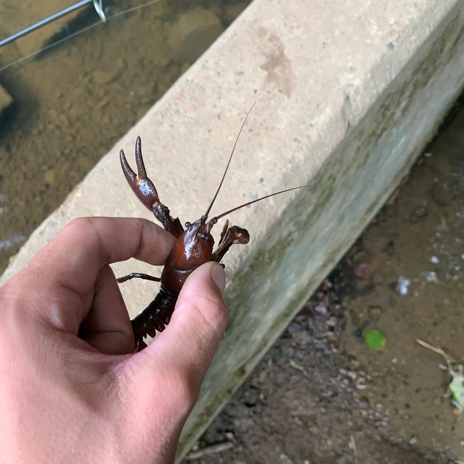 Signal crayfish caught on Fishbrain