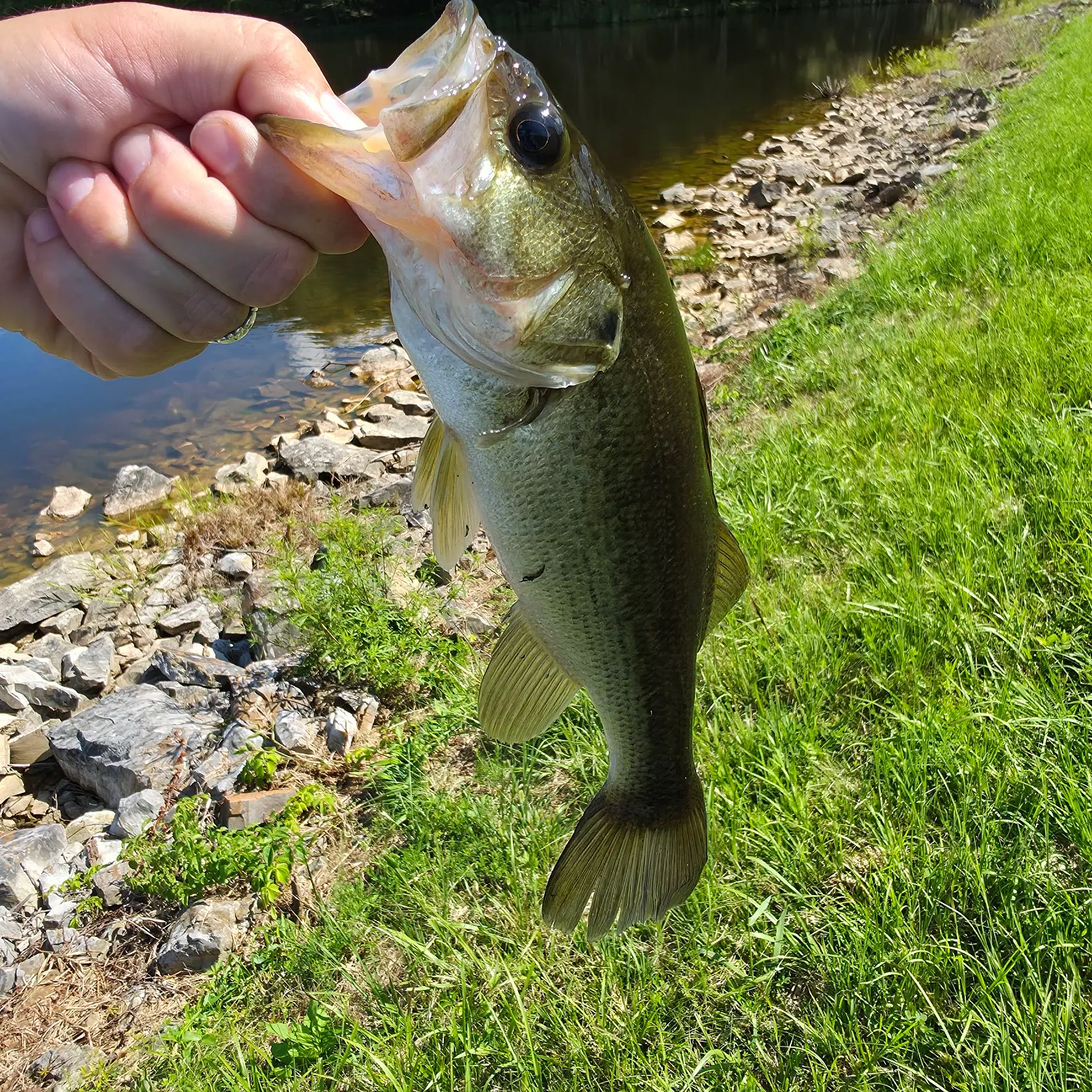 Largemouth bass caught on Fishbrain