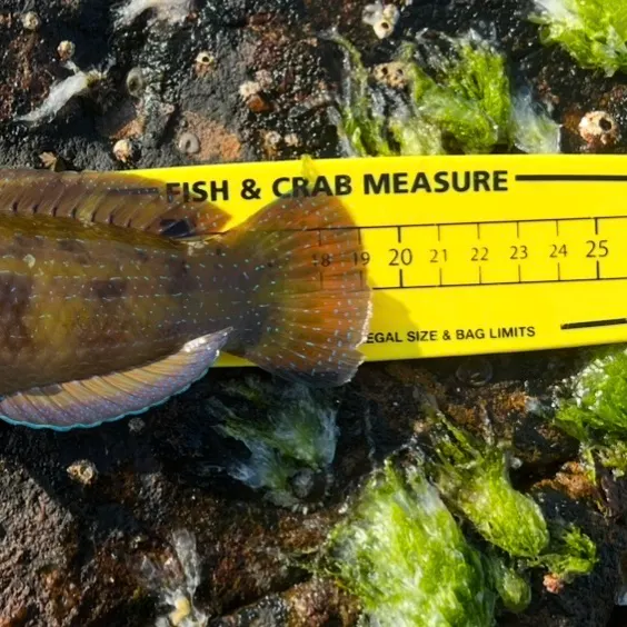 The most recent Patrician wrasse catches on Fishbrain