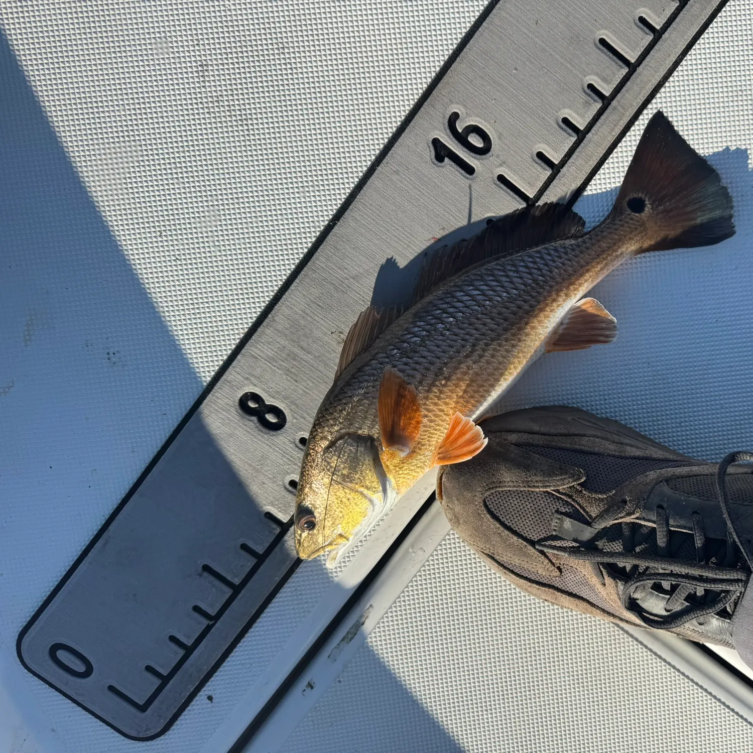 Red drum caught on Fishbrain