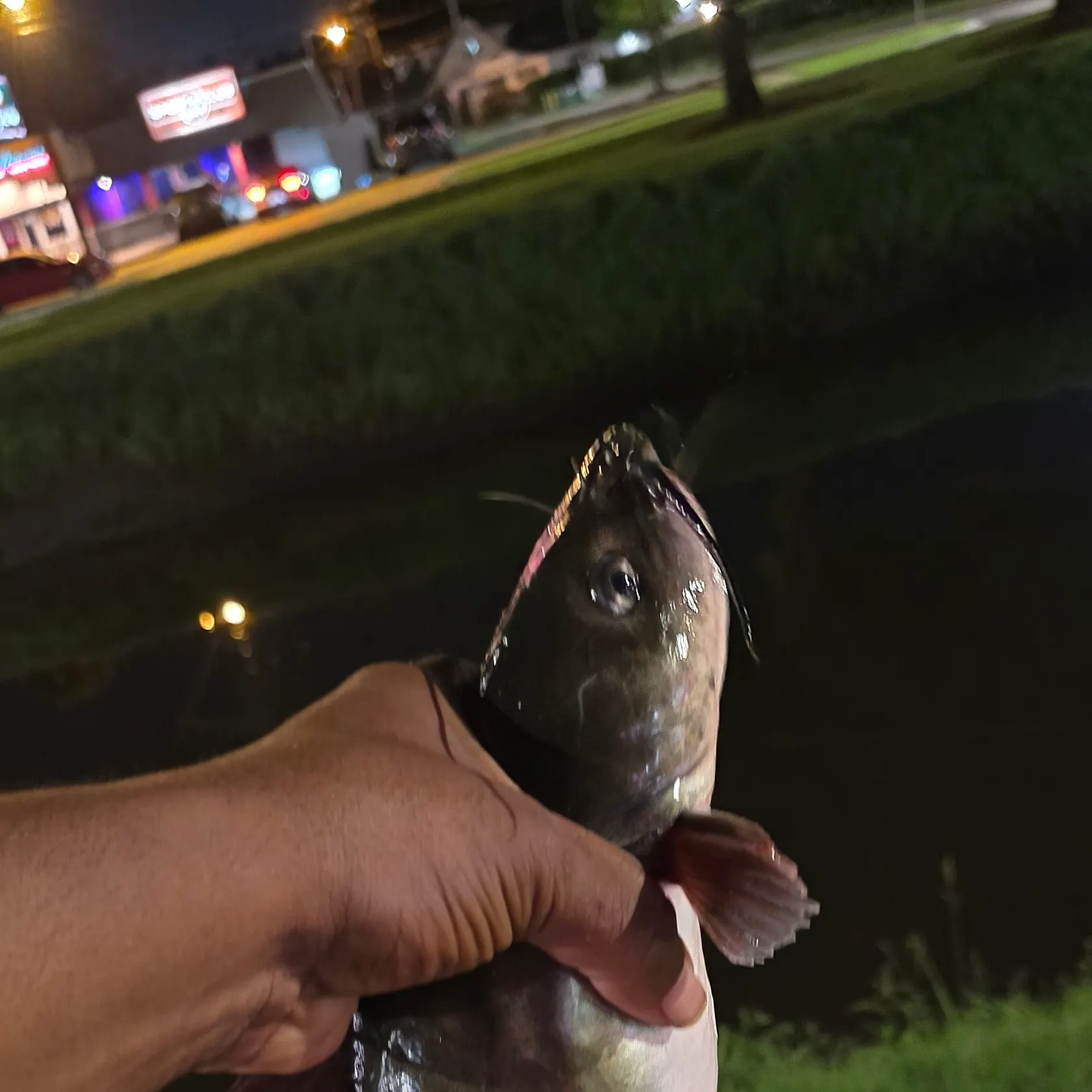 Channel catfish caught on Fishbrain