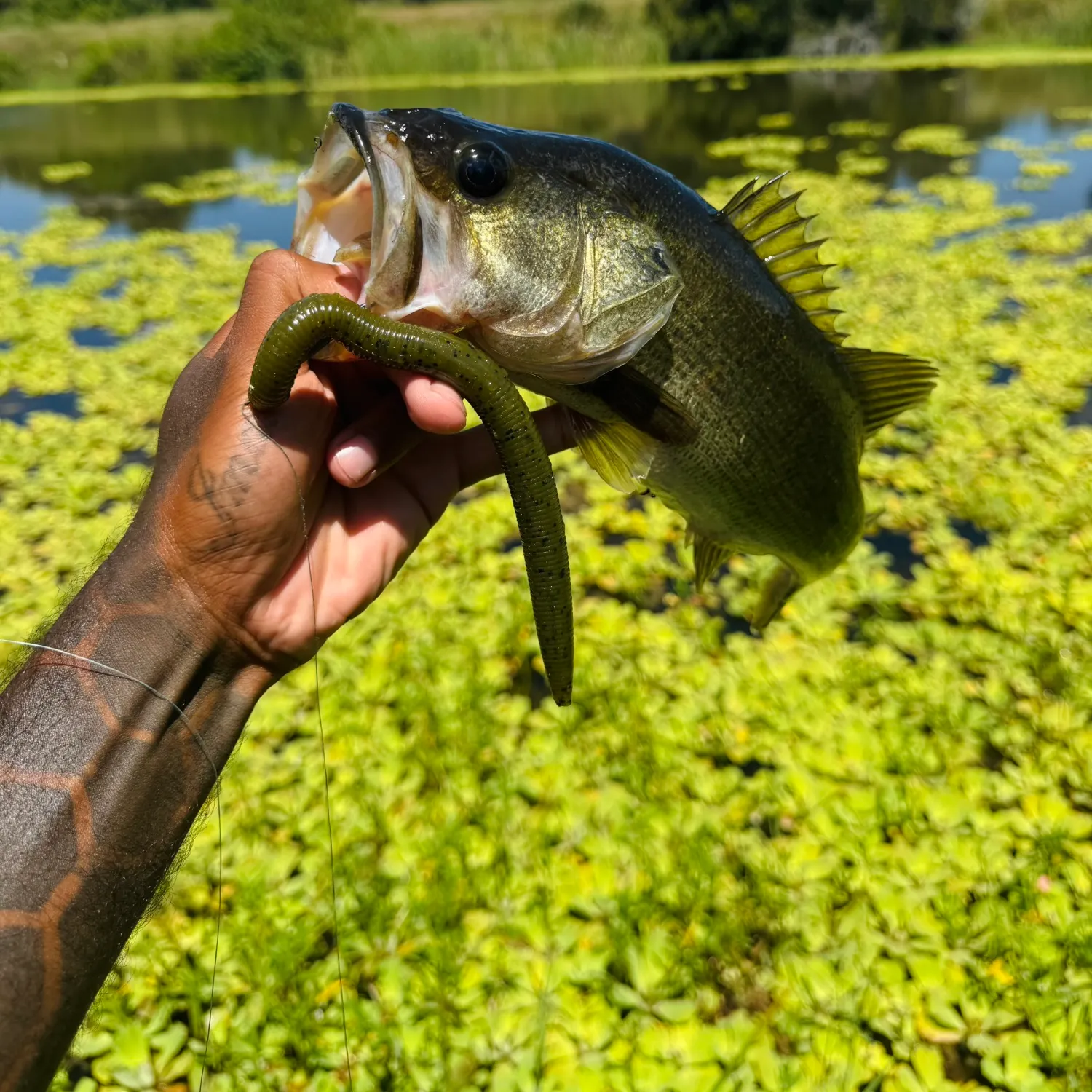 Largemouth bass caught on Fishbrain