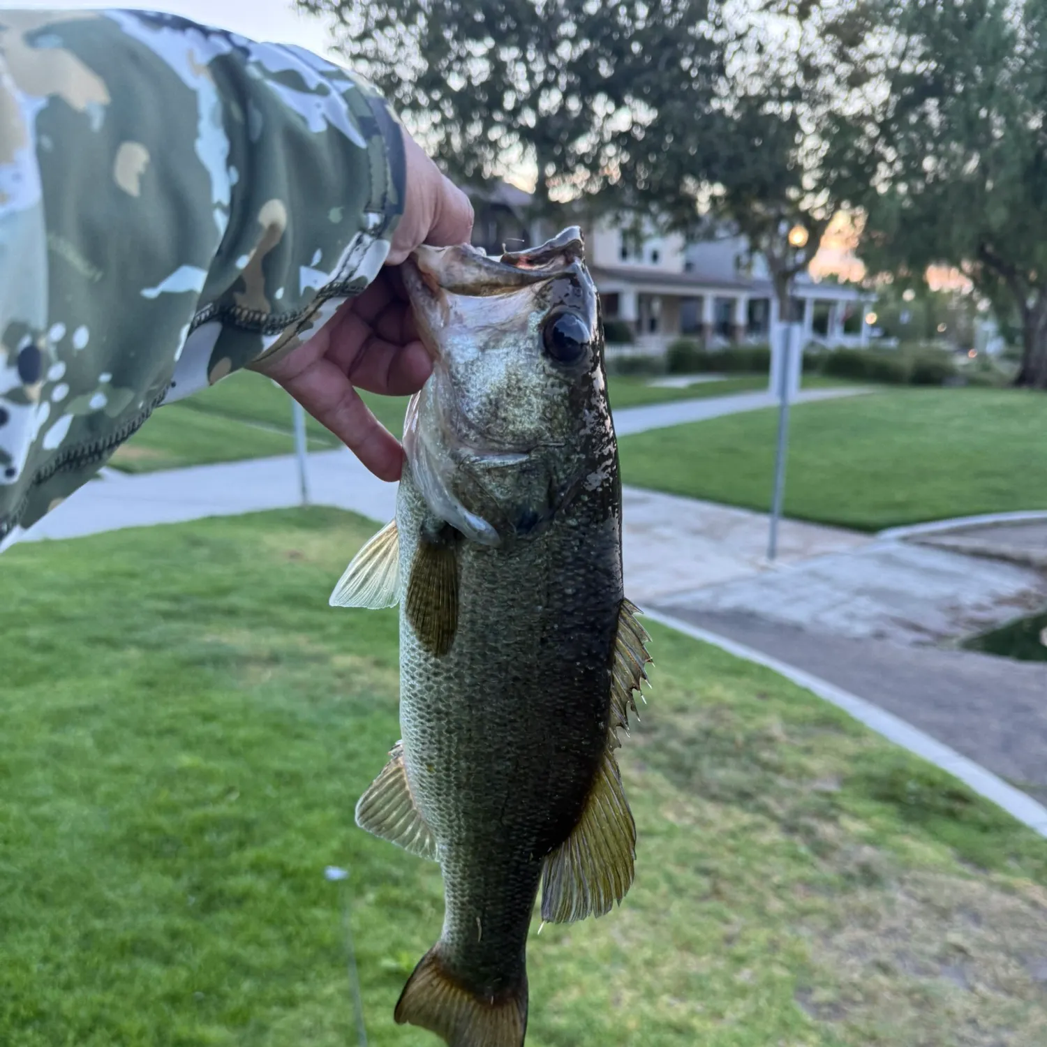 catch