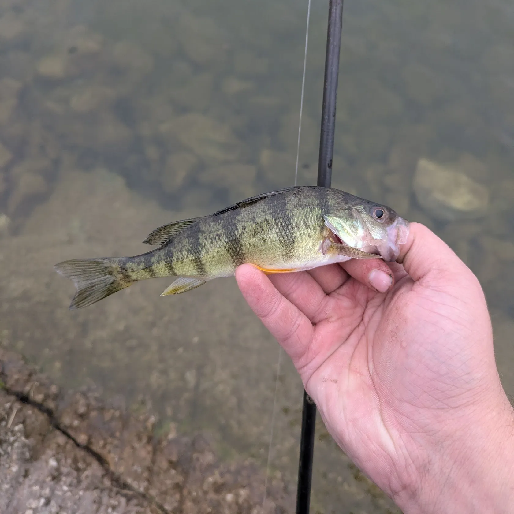Yellow perch caught on Fishbrain
