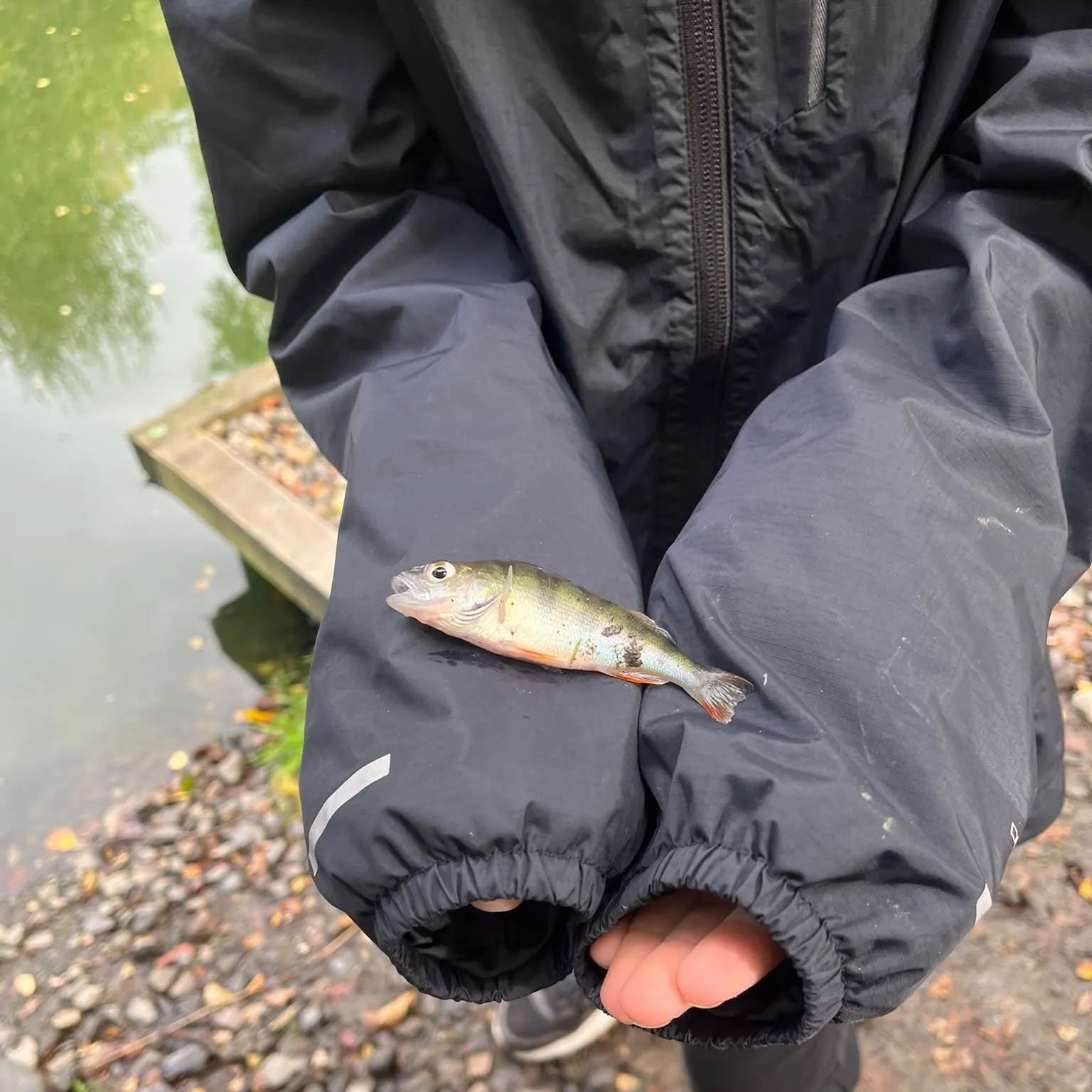 European perch caught on Fishbrain