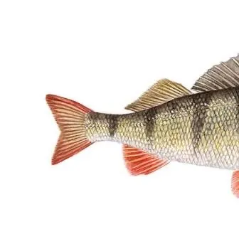 European perch caught on Fishbrain