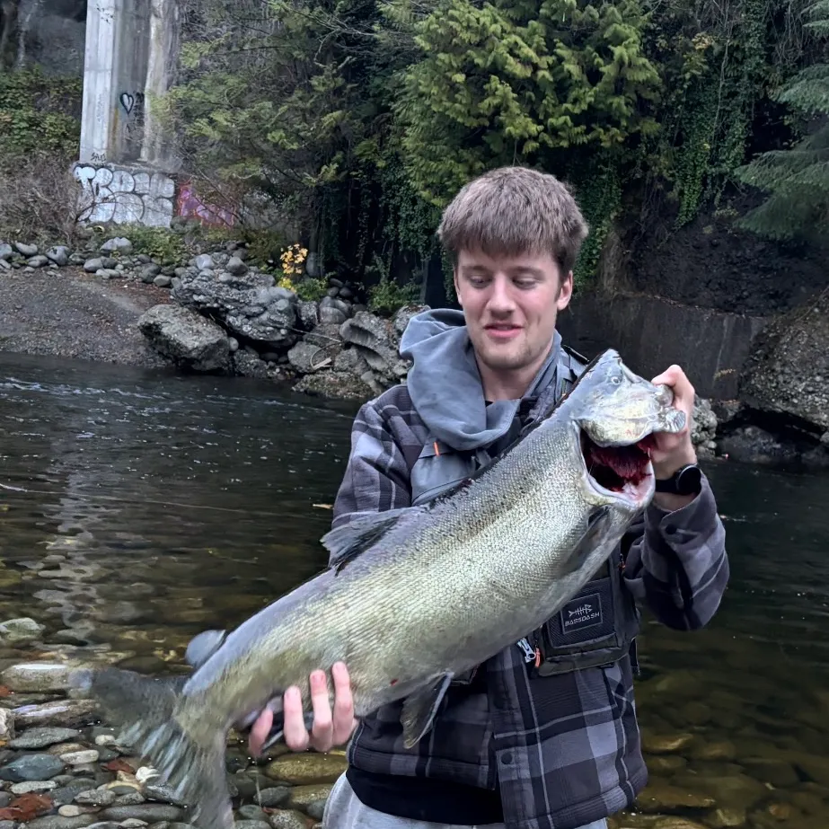 Chinook salmon caught on Fishbrain