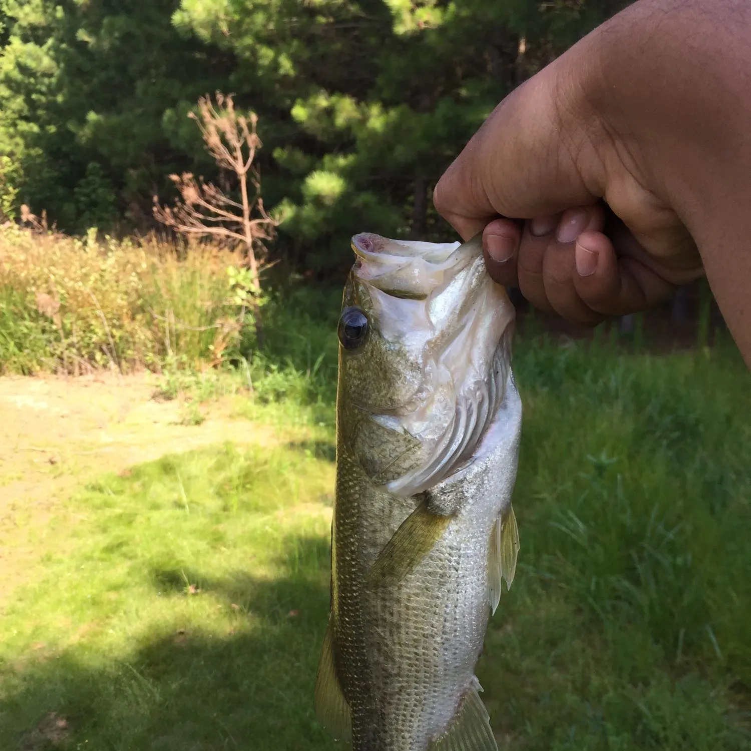 angler catch