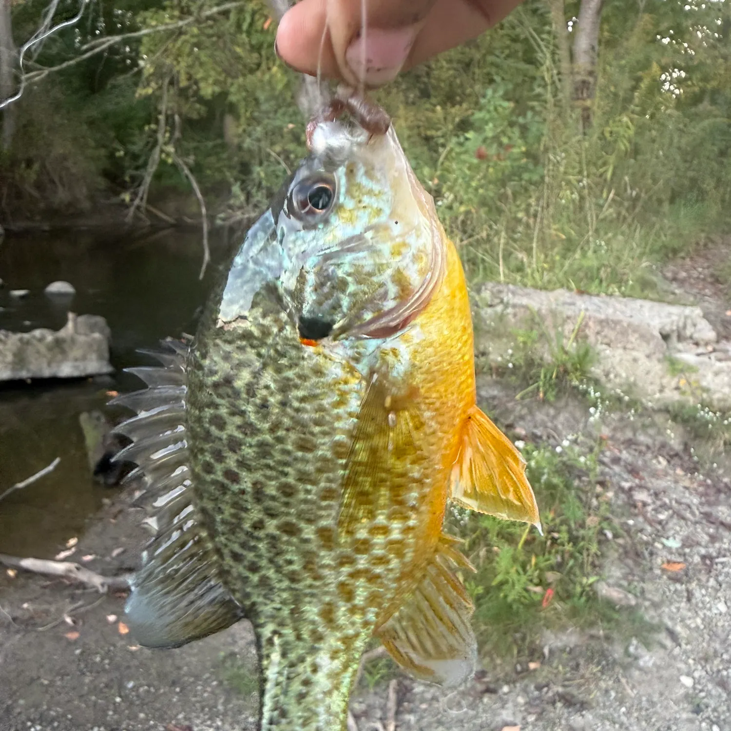 Pumpkinseed caught on Fishbrain