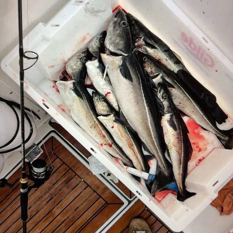 Atlantic pollock caught on Fishbrain