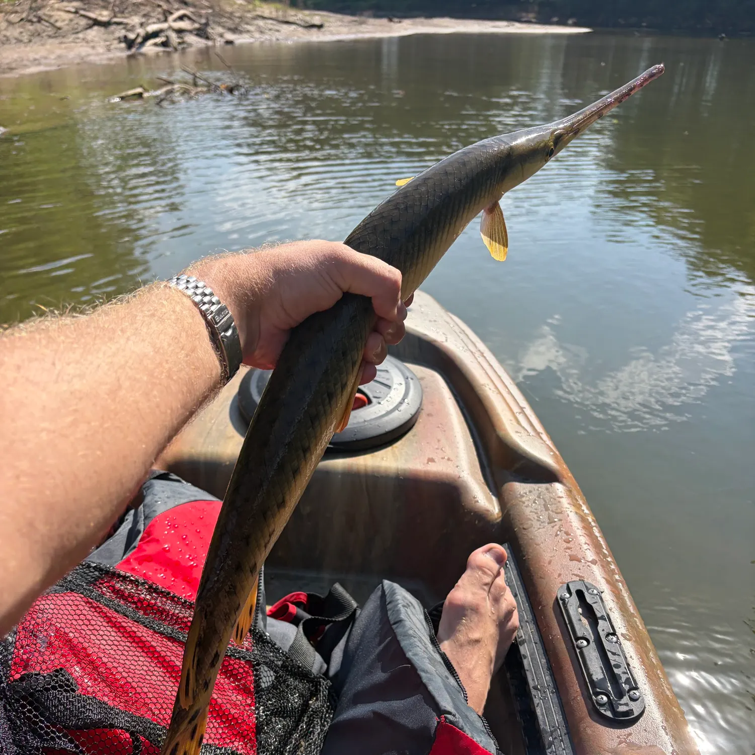 Longnose gar caught on Fishbrain