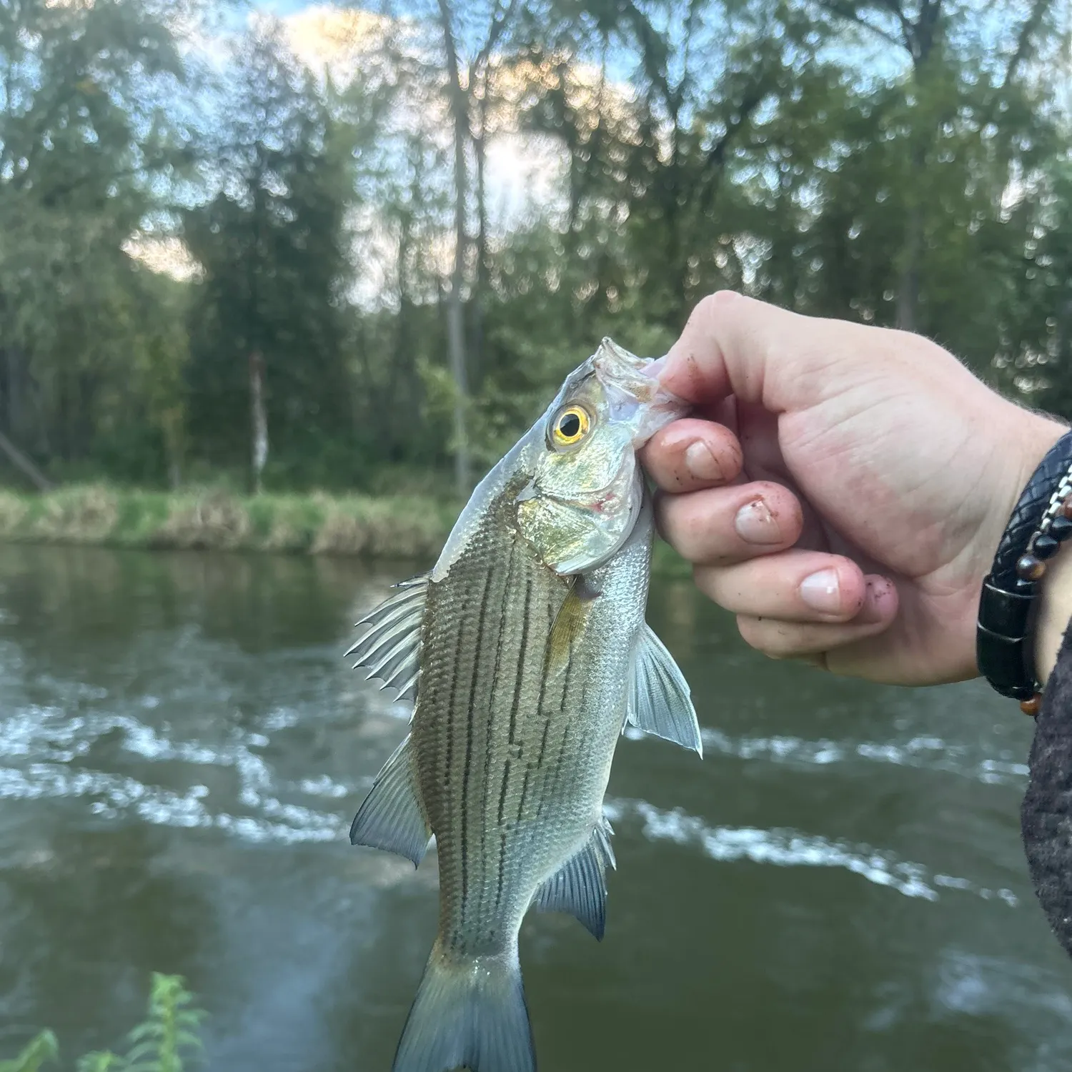 White bass caught on Fishbrain