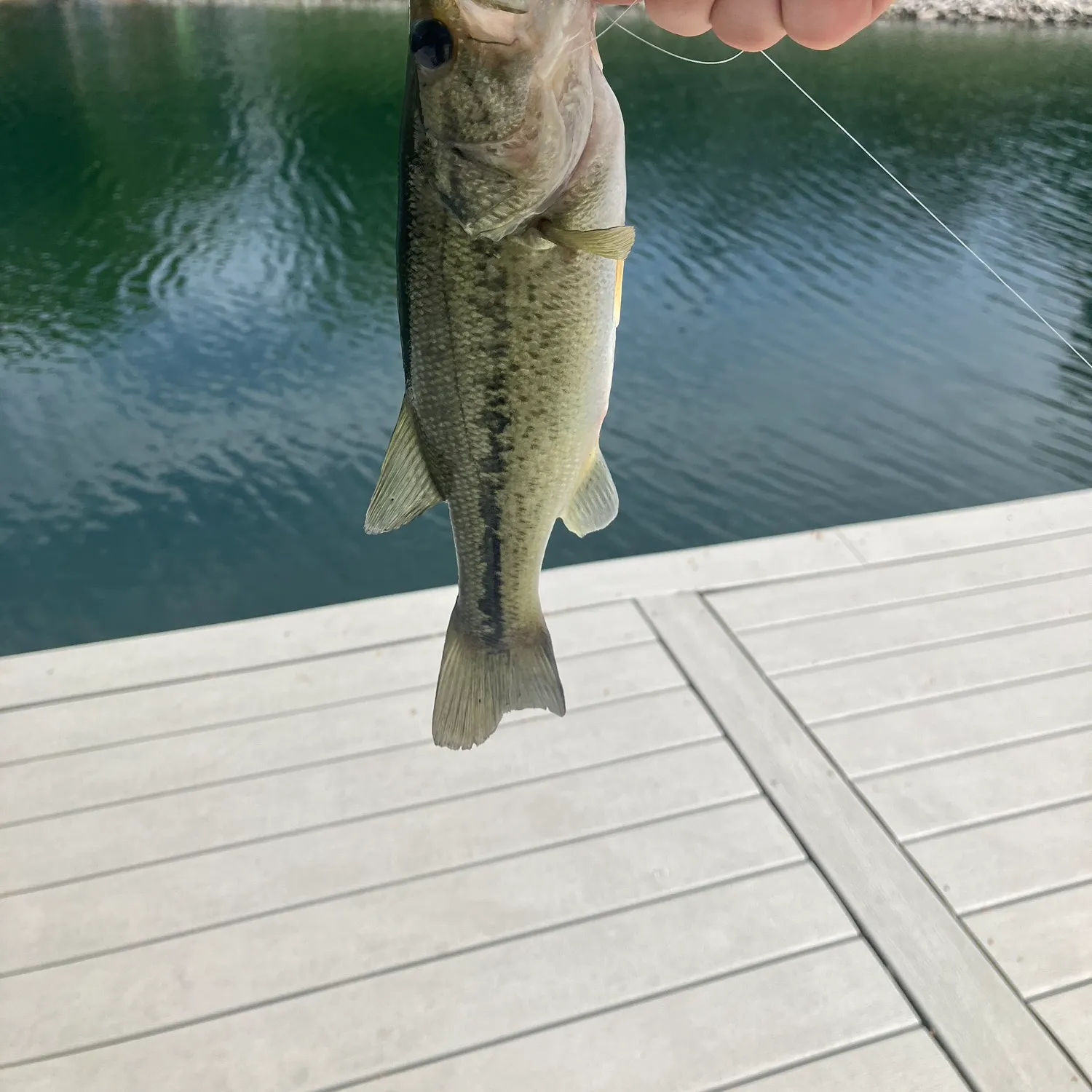 Fish caught on Fishbrain