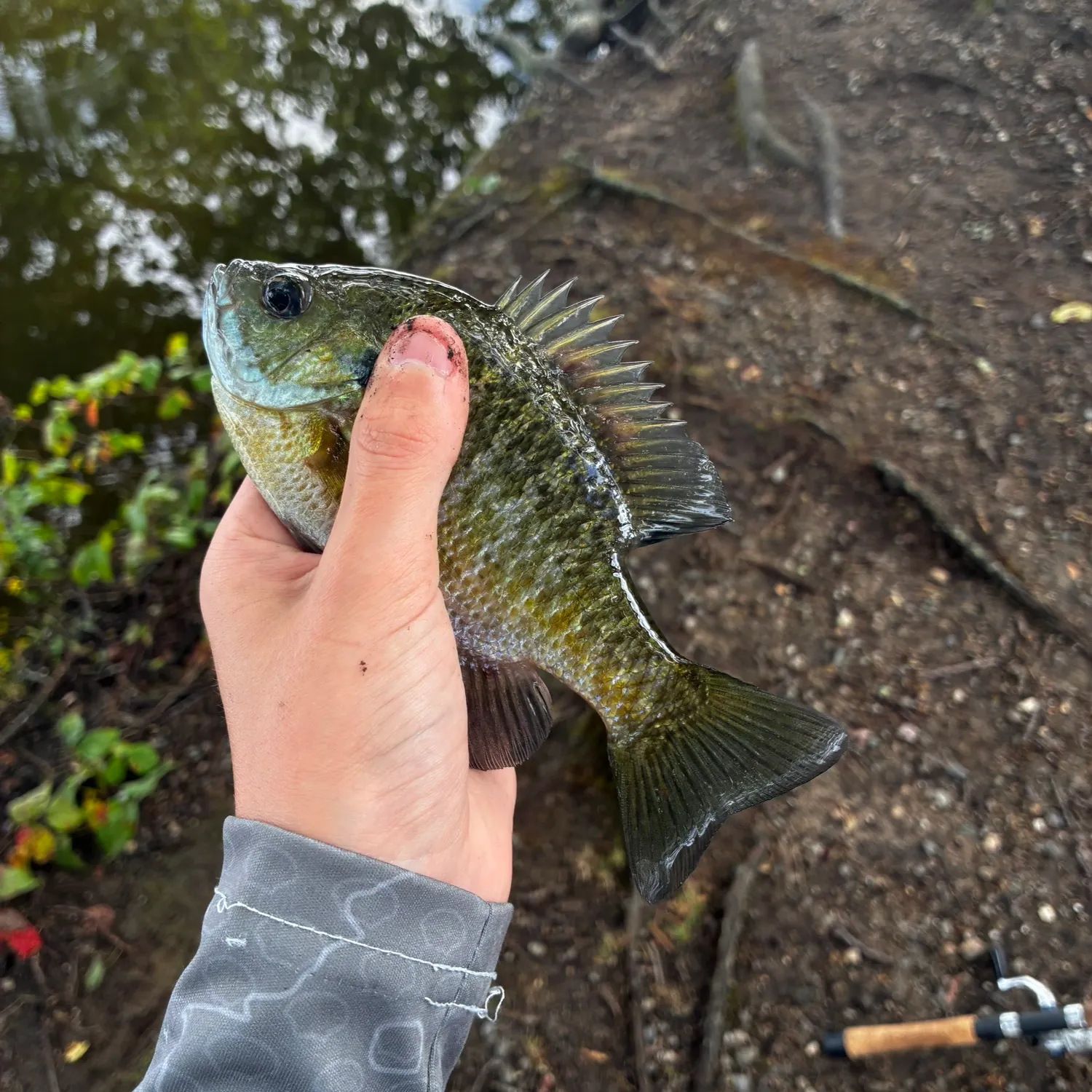 Bluegill caught on Fishbrain