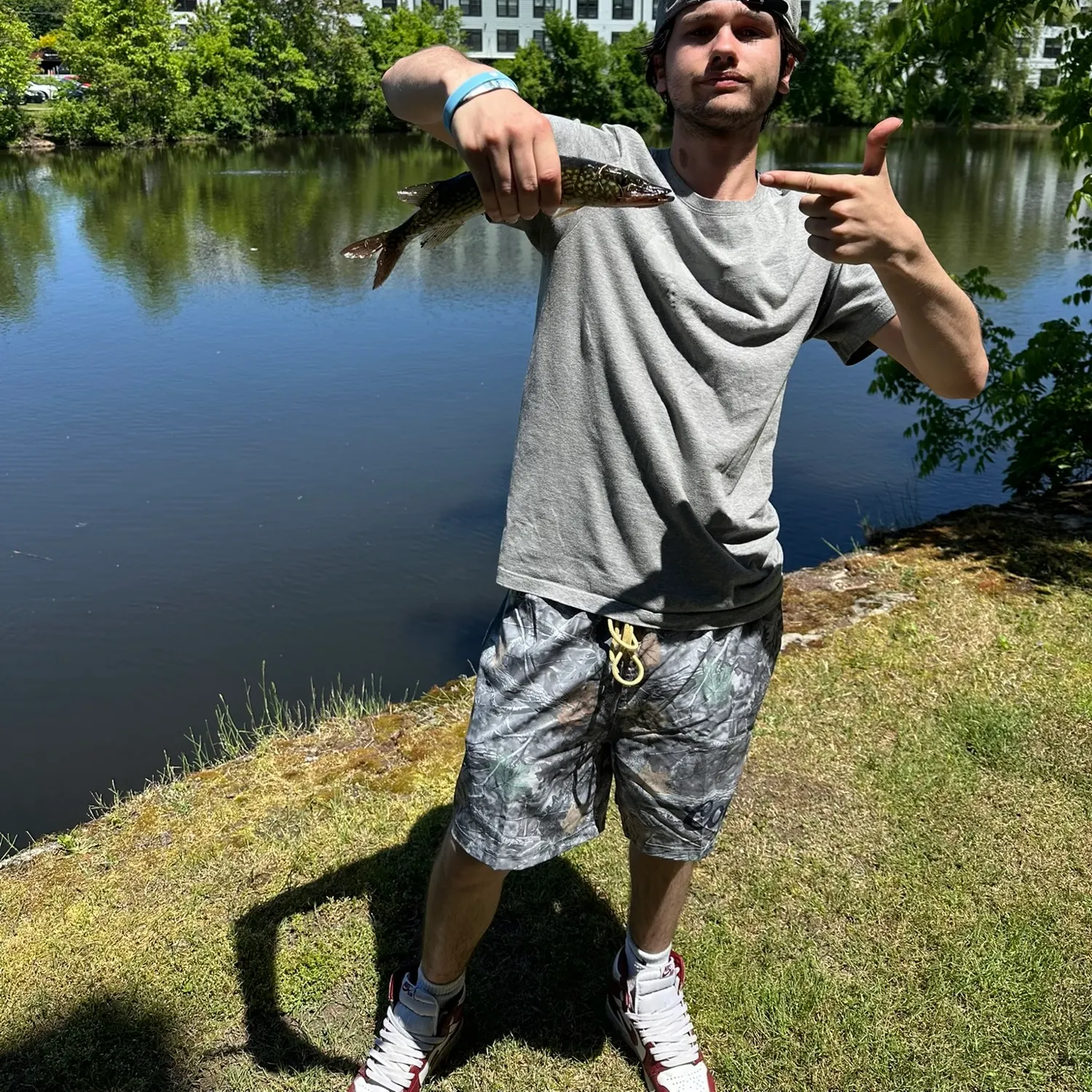 Chain pickerel caught on Fishbrain