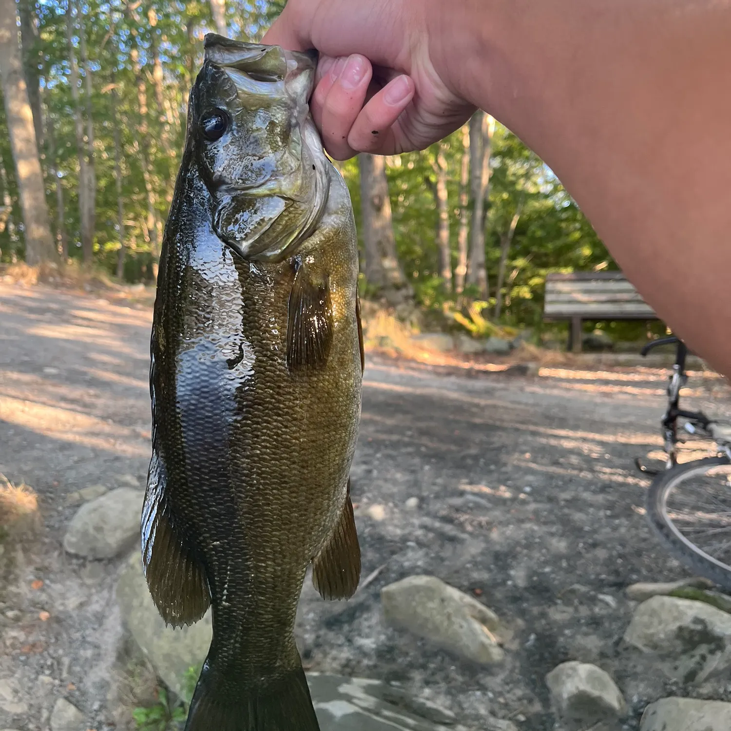 Smallmouth bass caught on Fishbrain