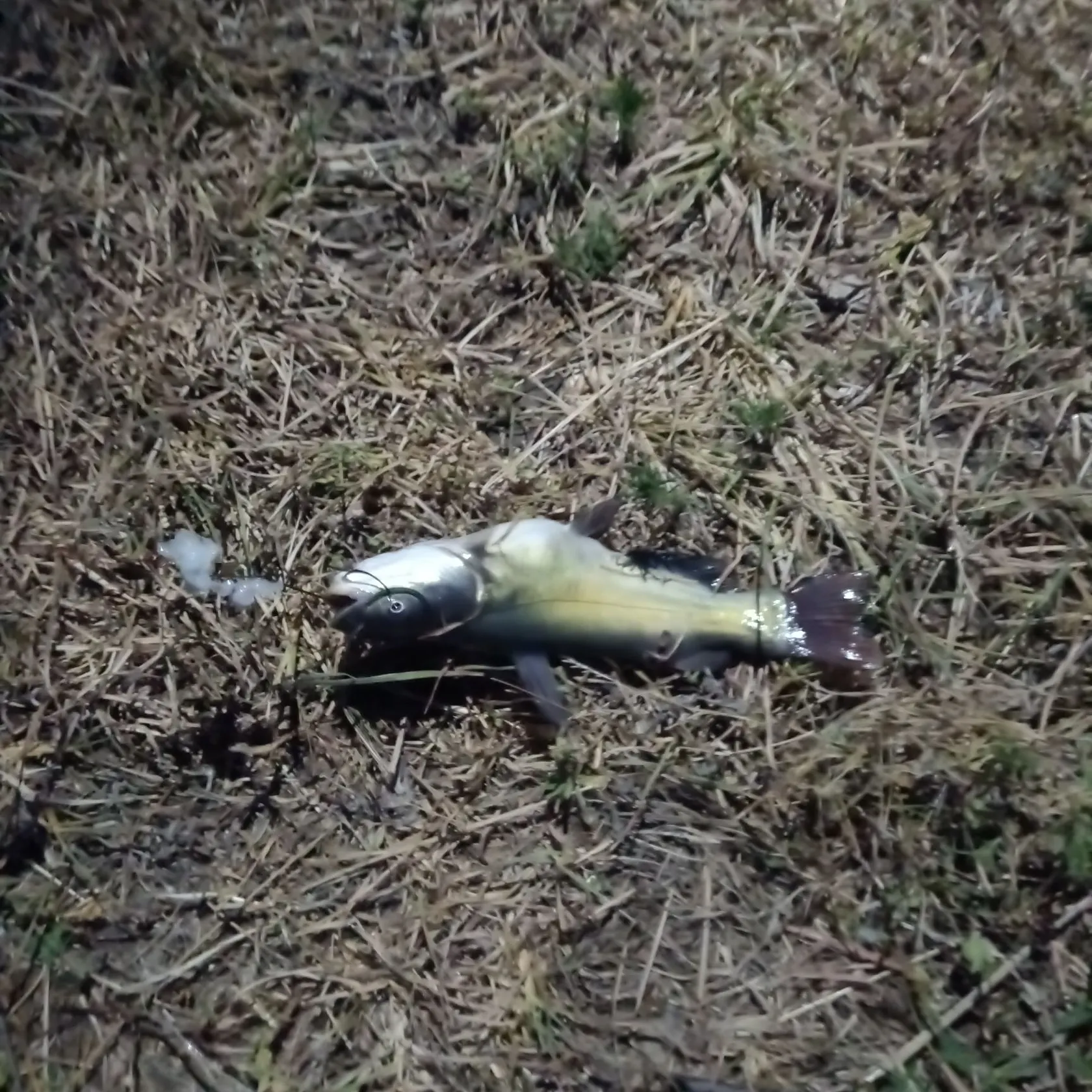 Black bullhead caught on Fishbrain