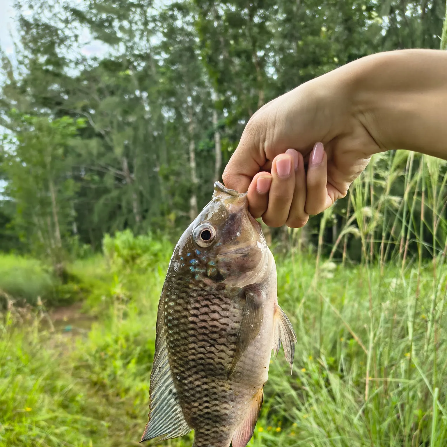The most recent Redbreast tilapia catches on Fishbrain