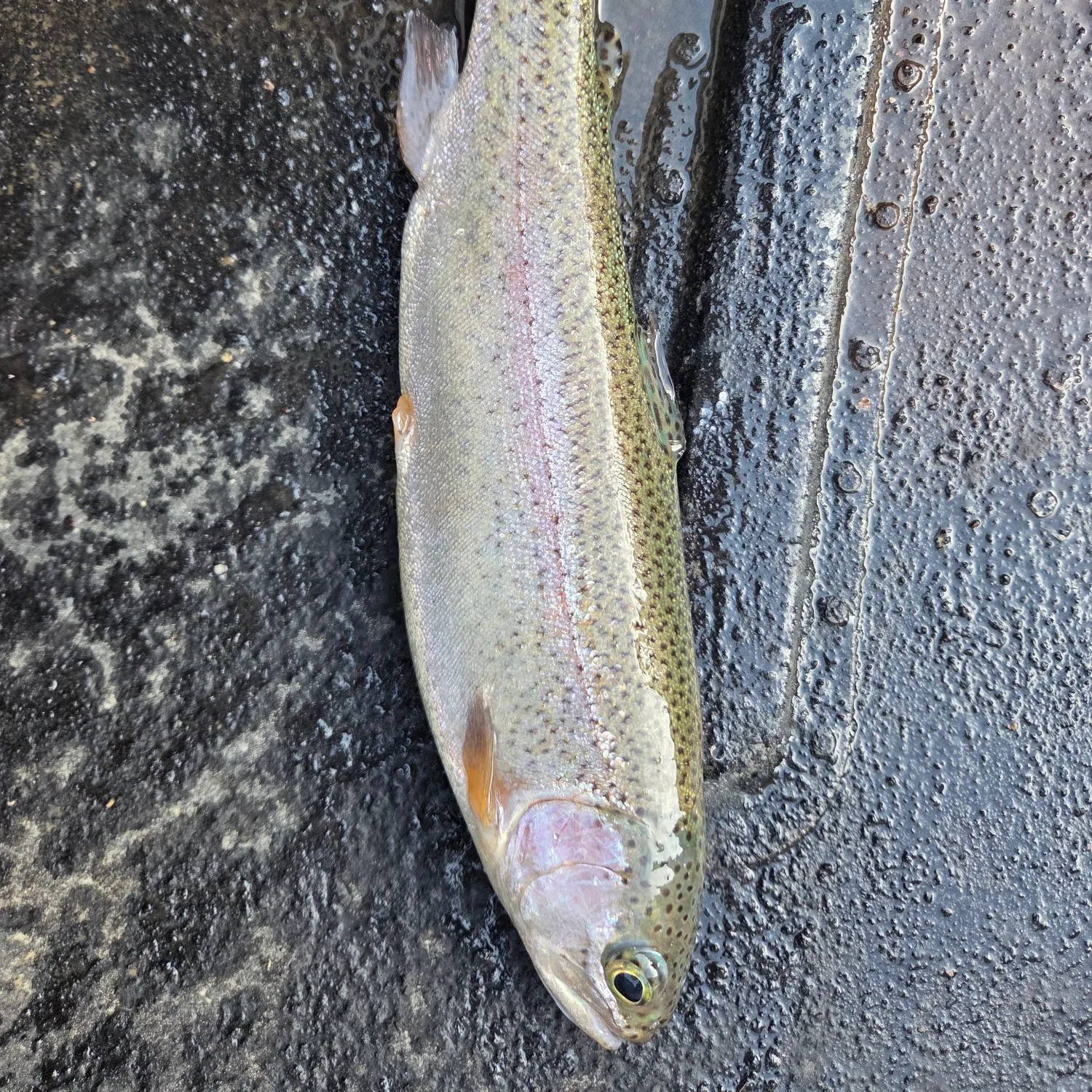 Rainbow trout caught on Fishbrain