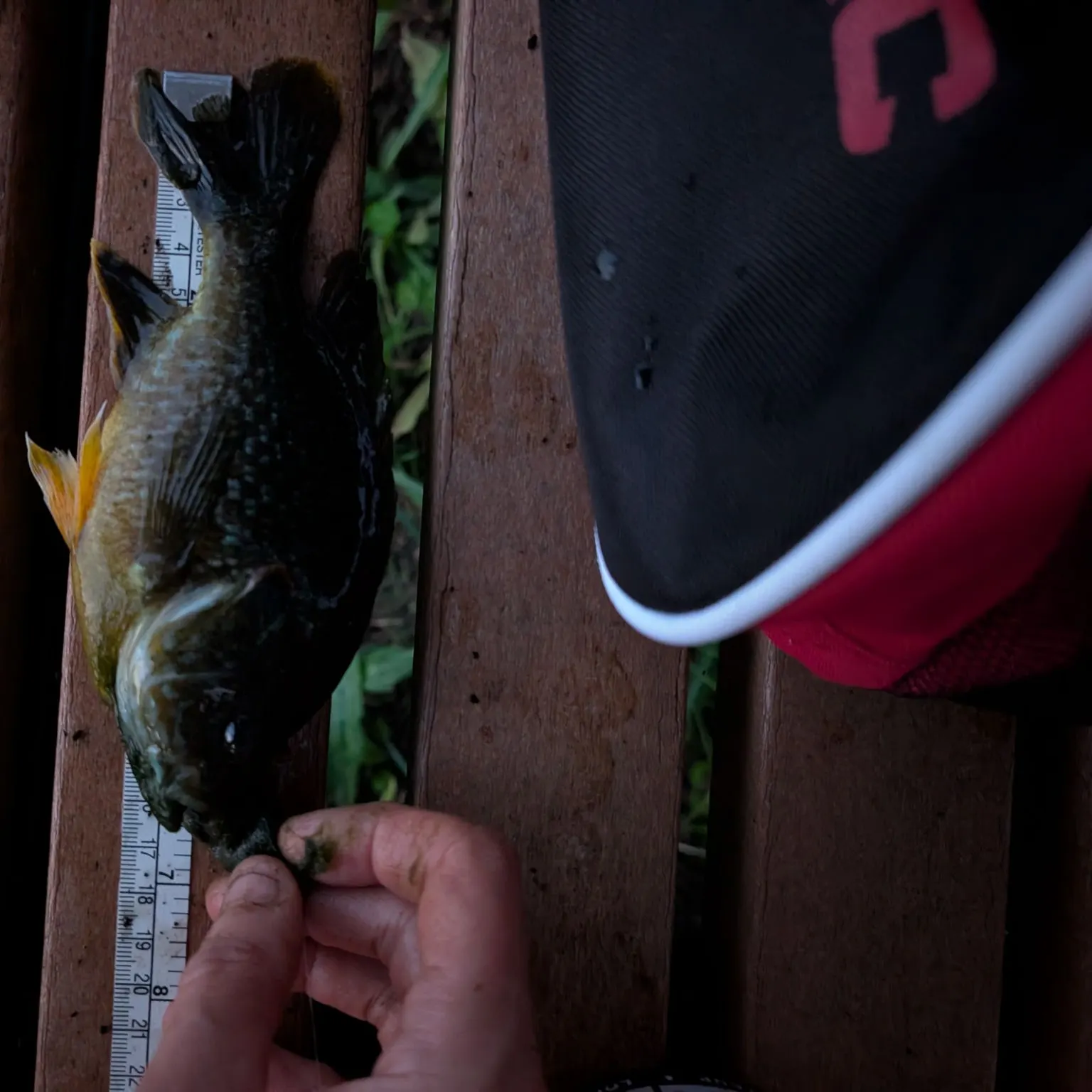 Greengill hybrid caught on Fishbrain