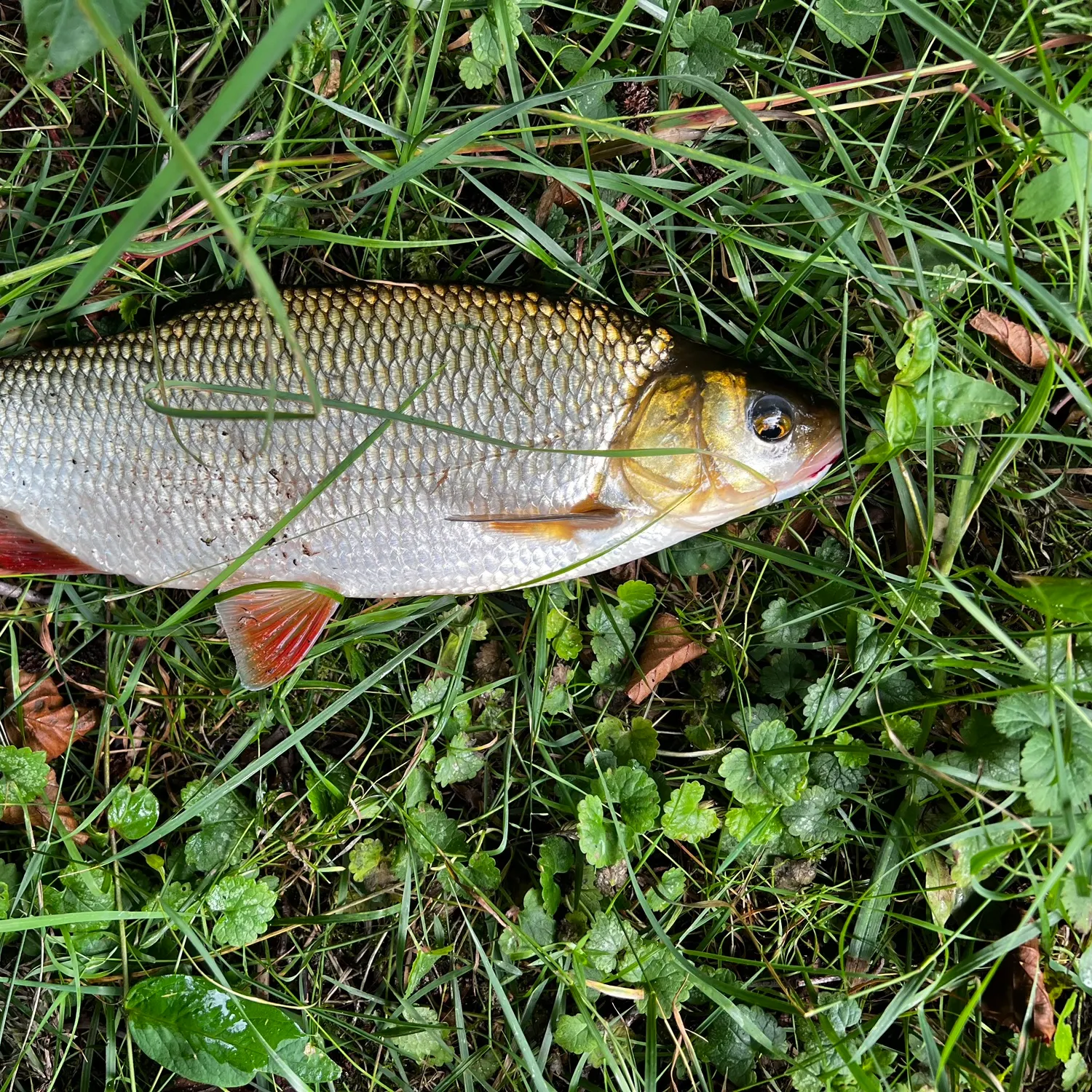 The most recent Ide catches on Fishbrain