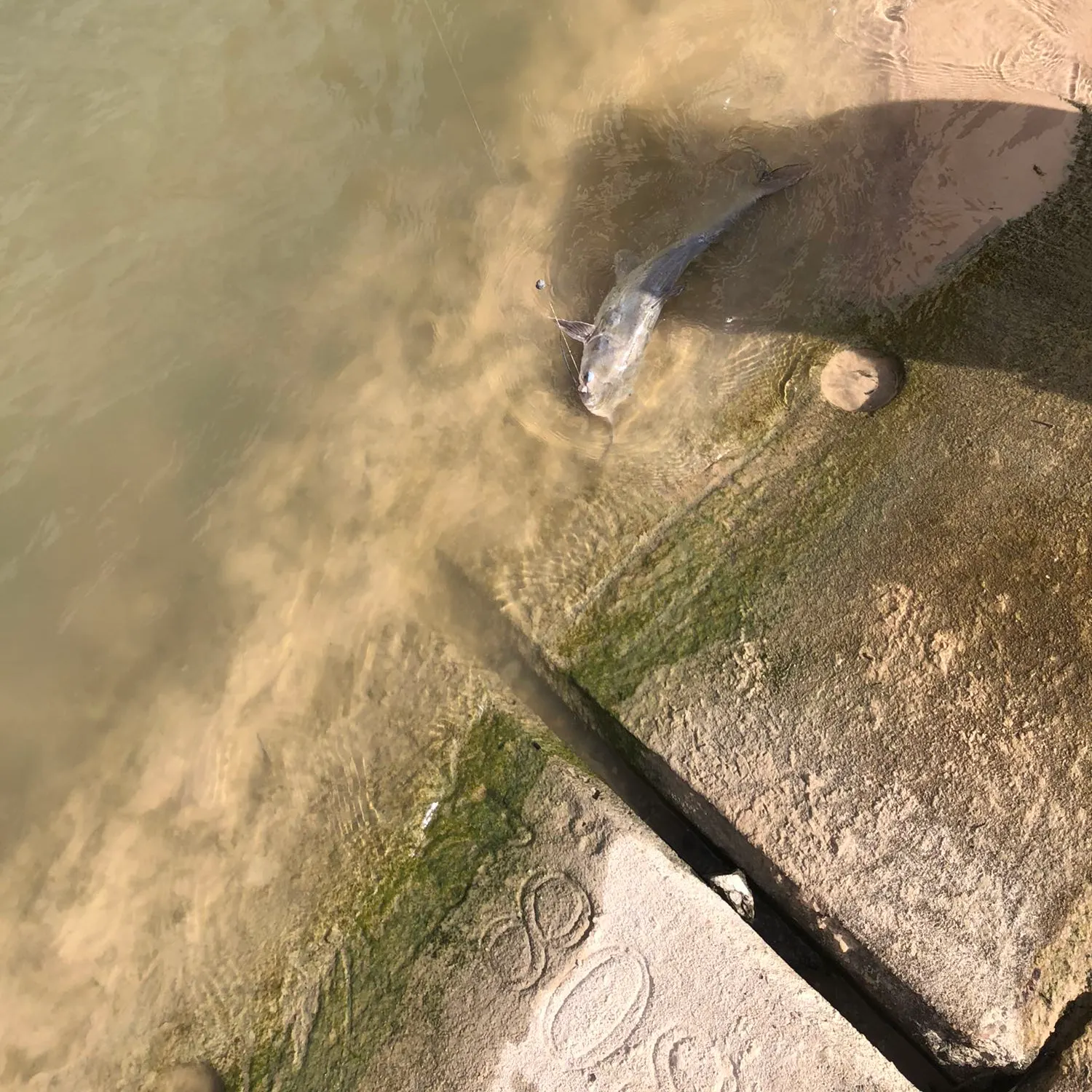 Channel catfish caught on Fishbrain