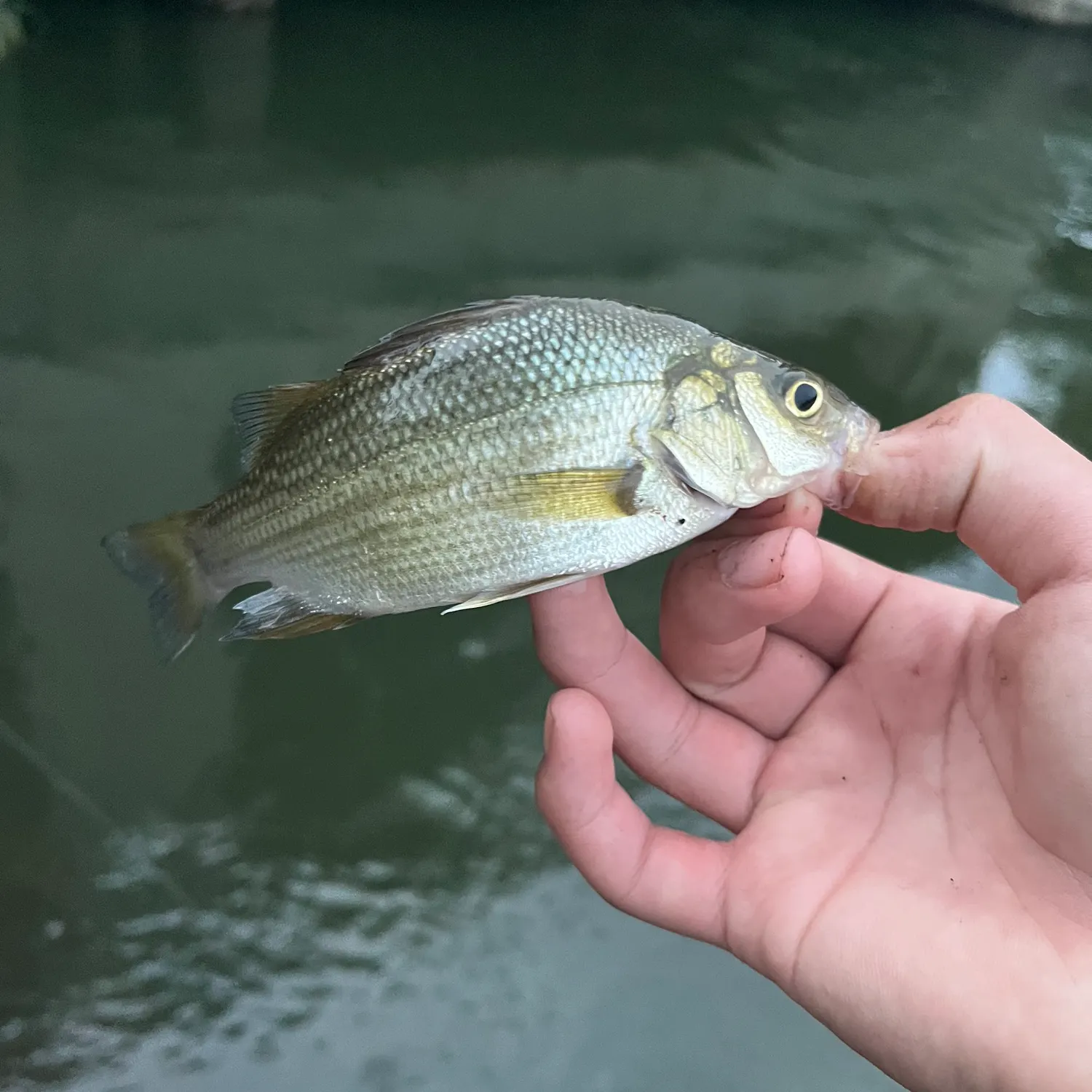 White perch caught on Fishbrain